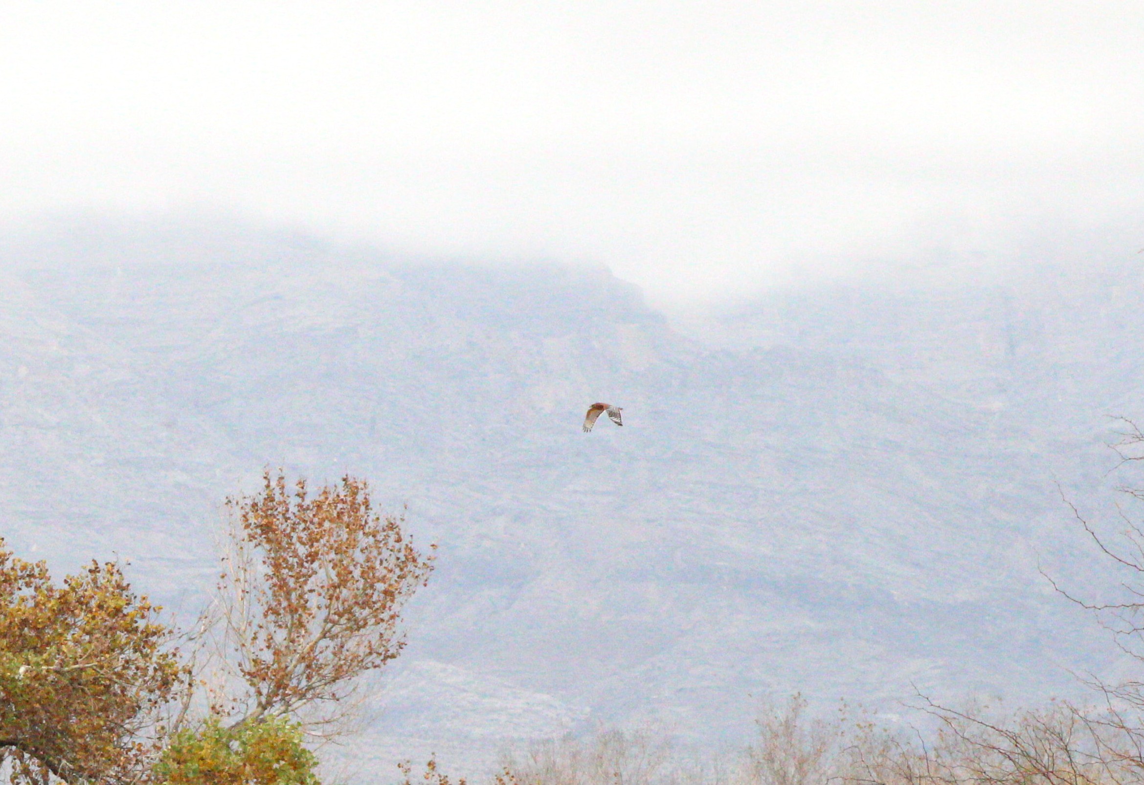 Red-shouldered Hawk