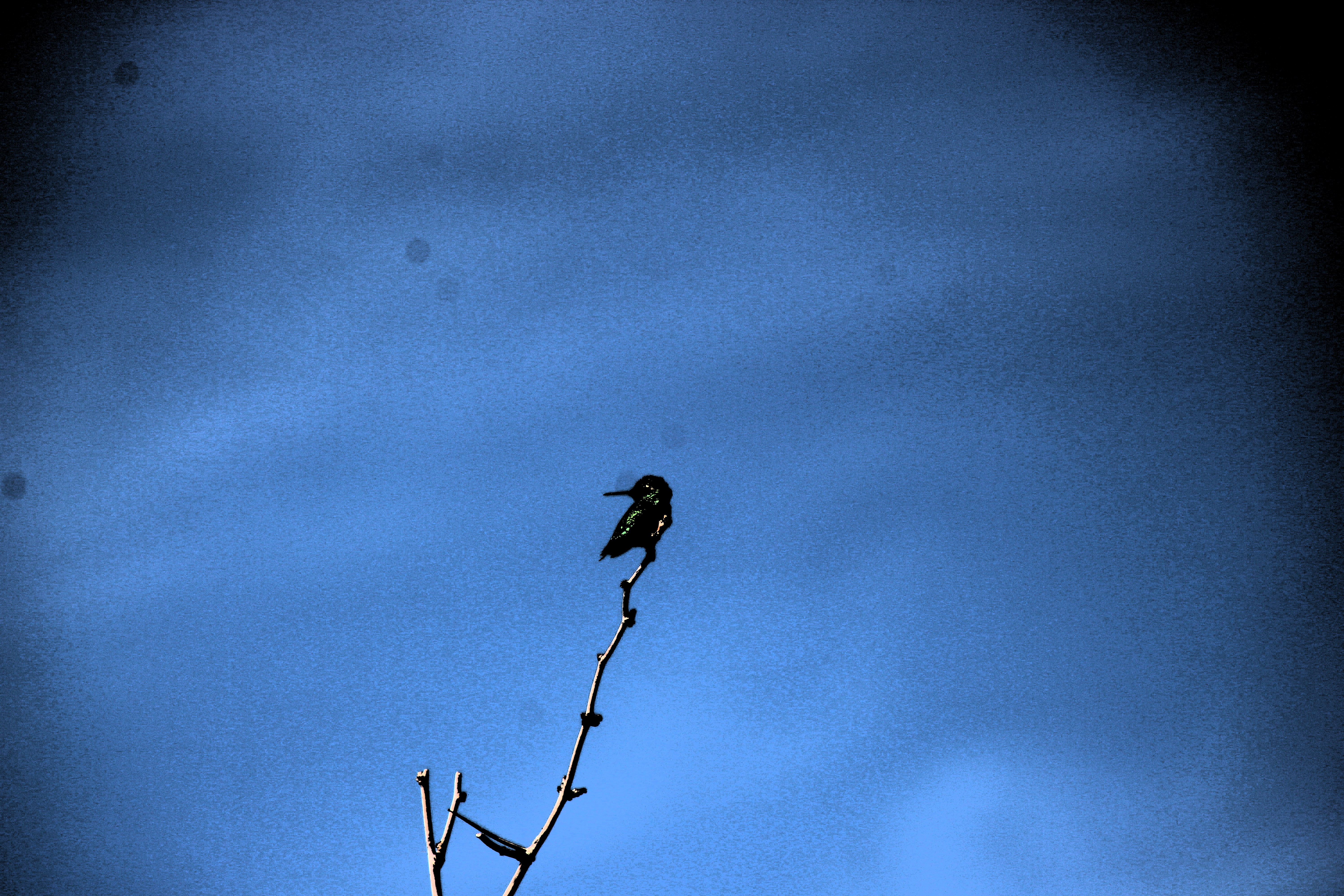 Anna's Hummingbird