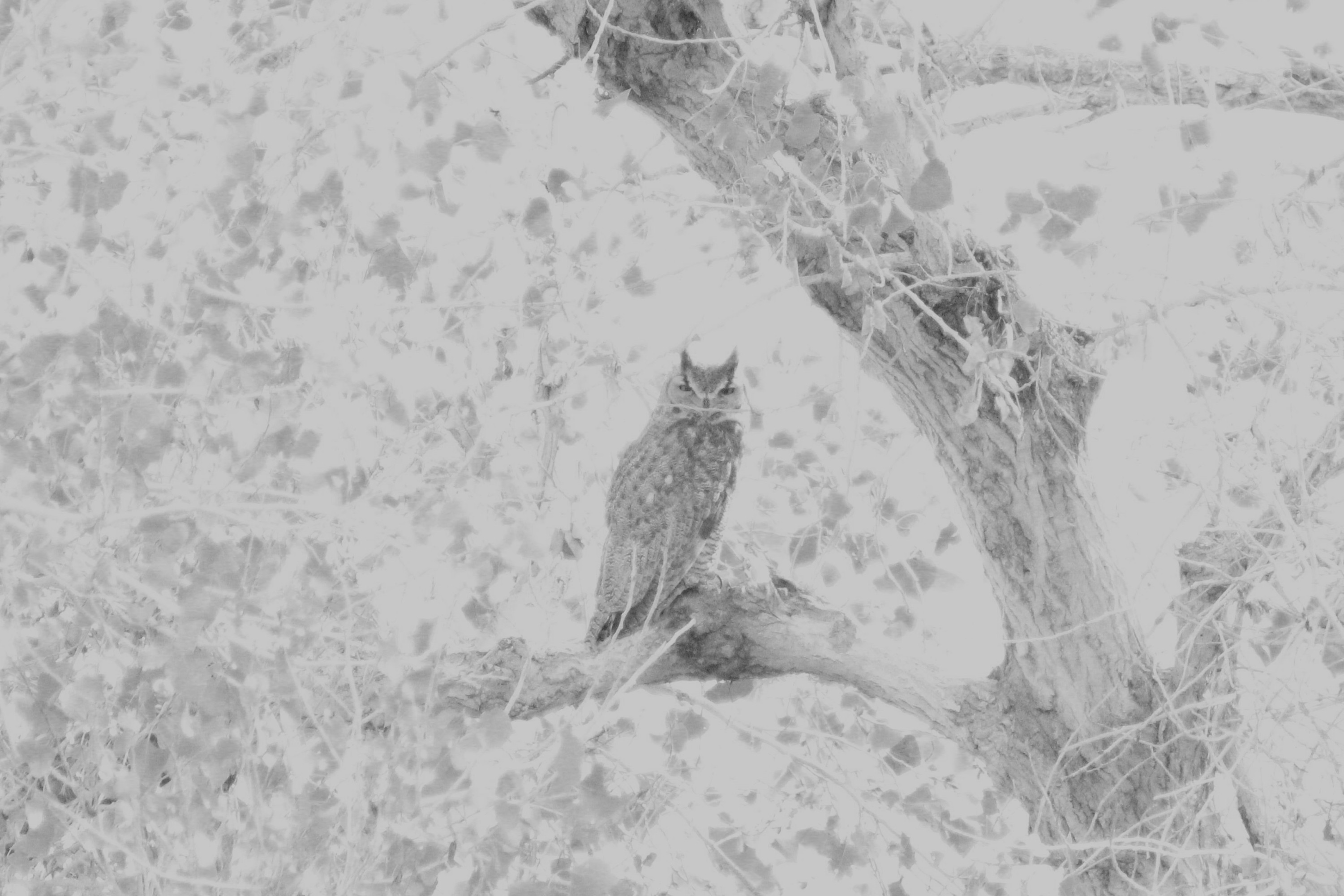 Great Horned Owl