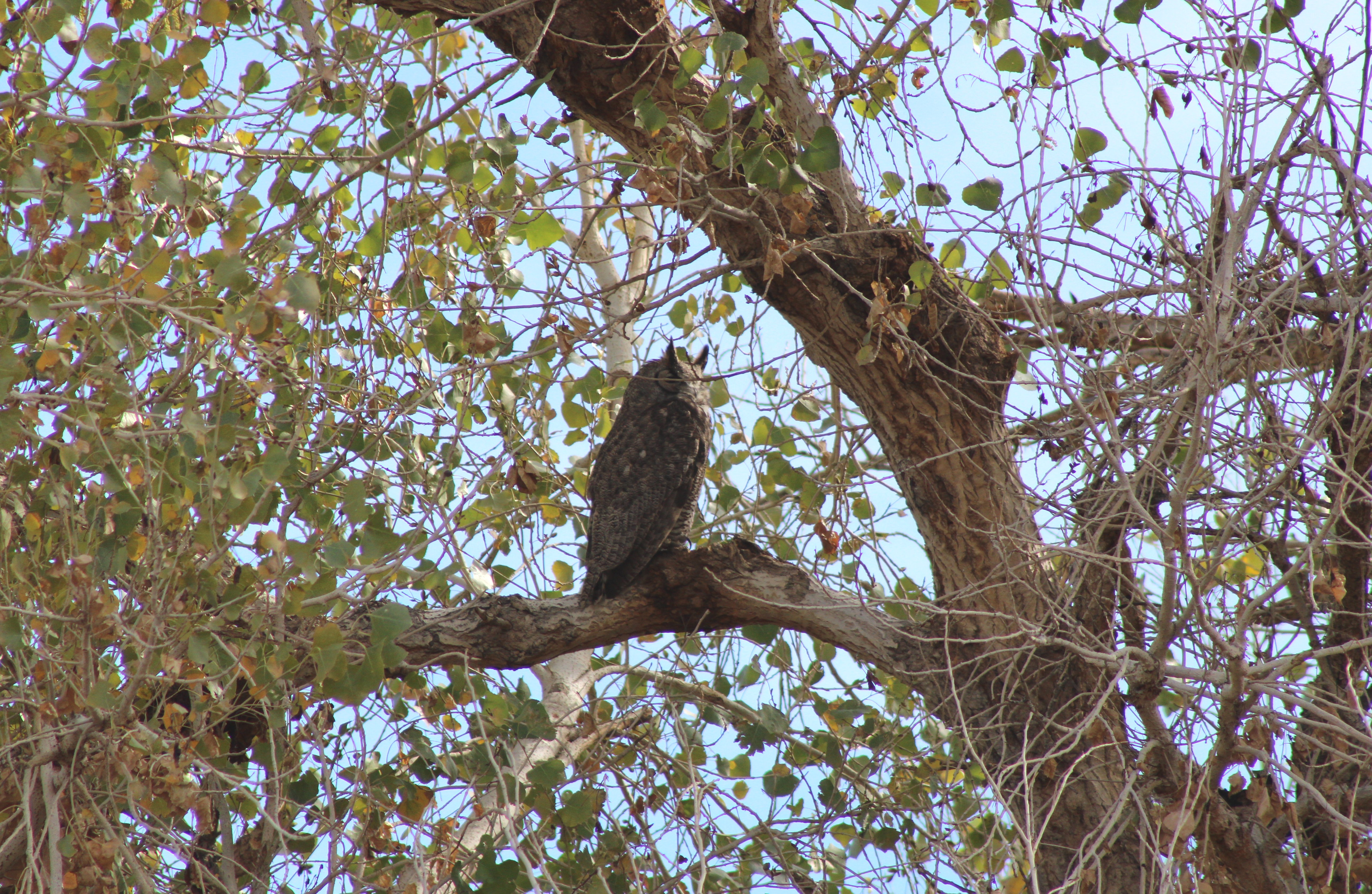 Great-horned Owl