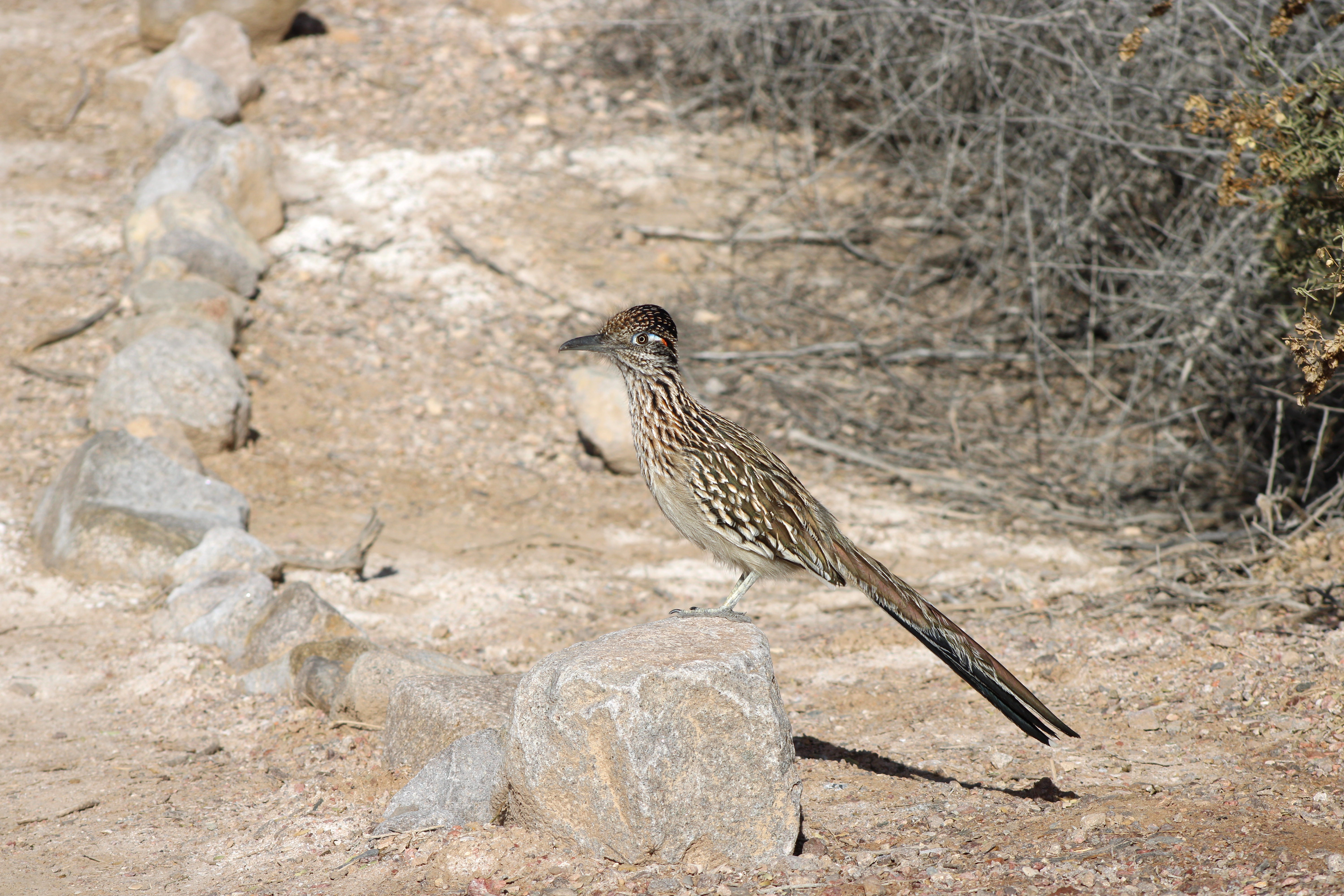 Greater Roadrunner