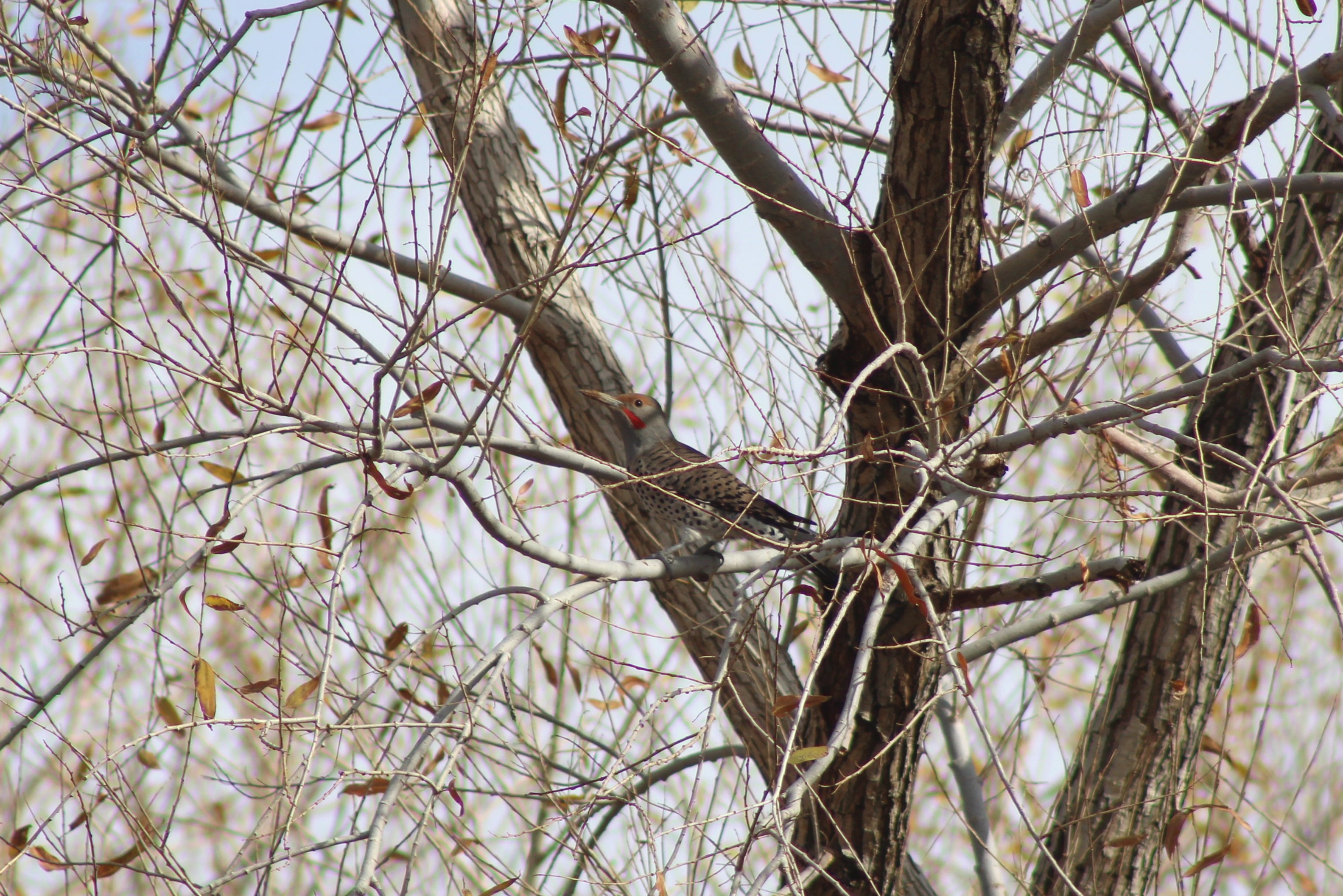 Nothern Flicker