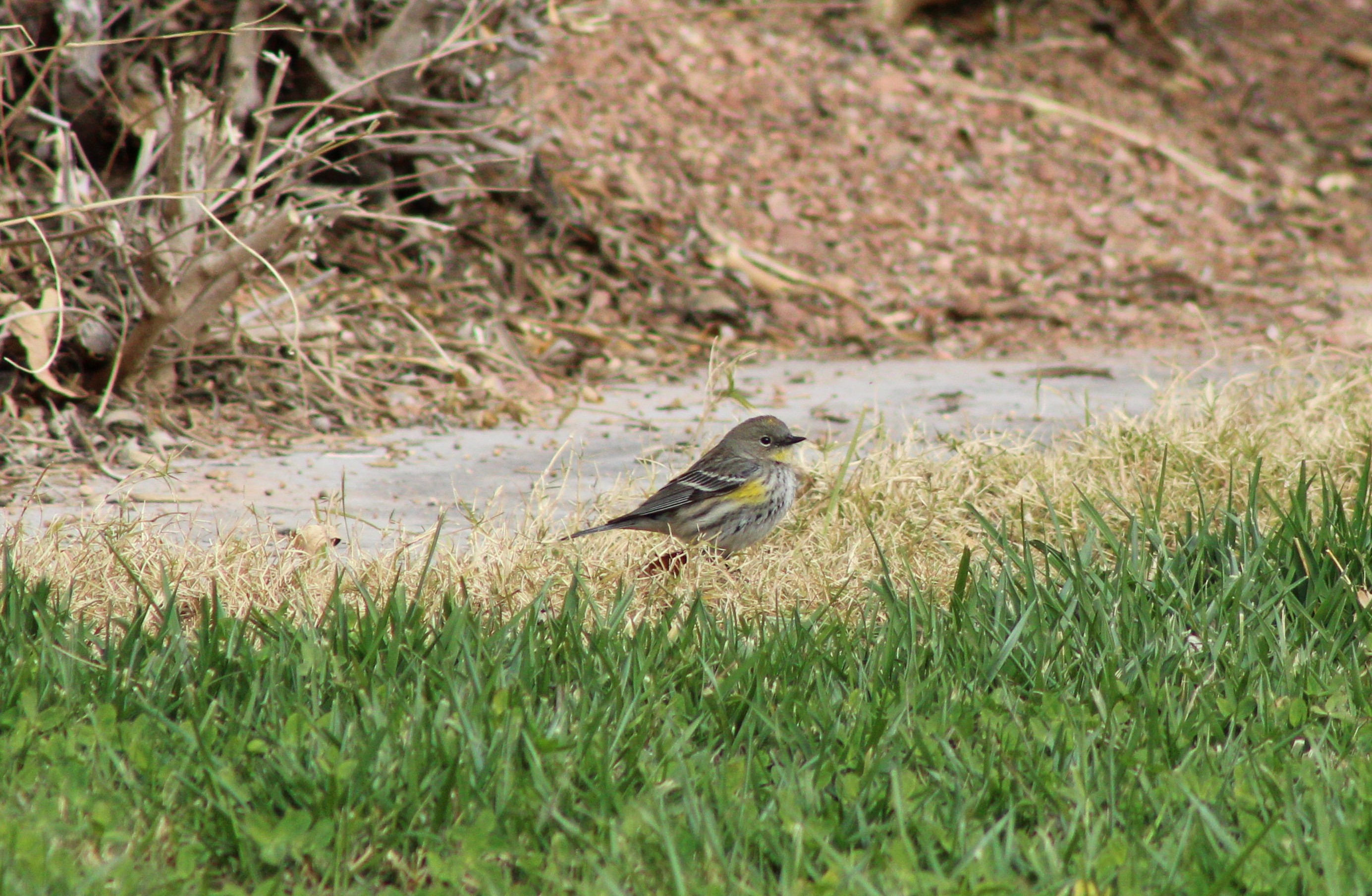 Yellow-rumped Warbler