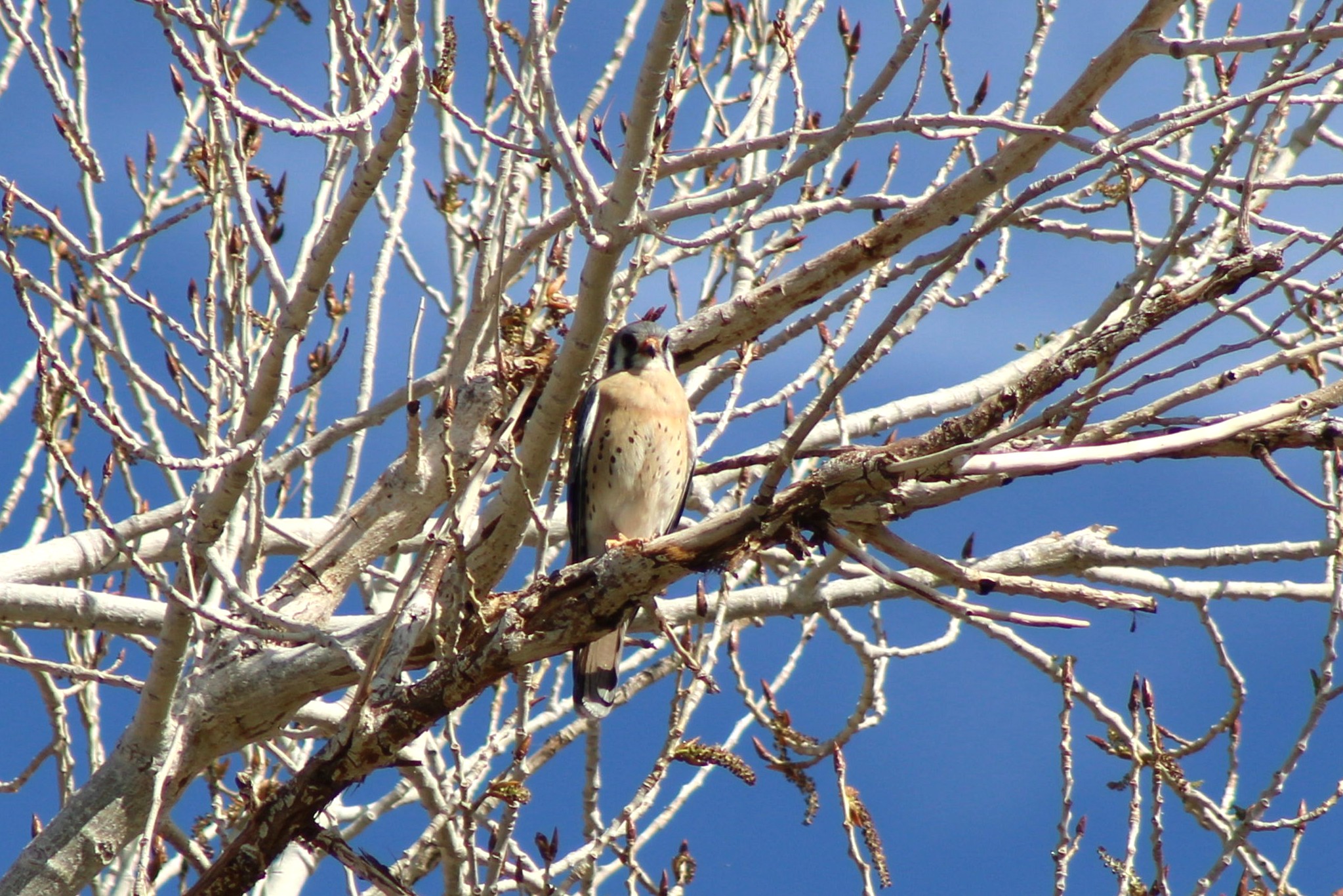 American Kestrel
