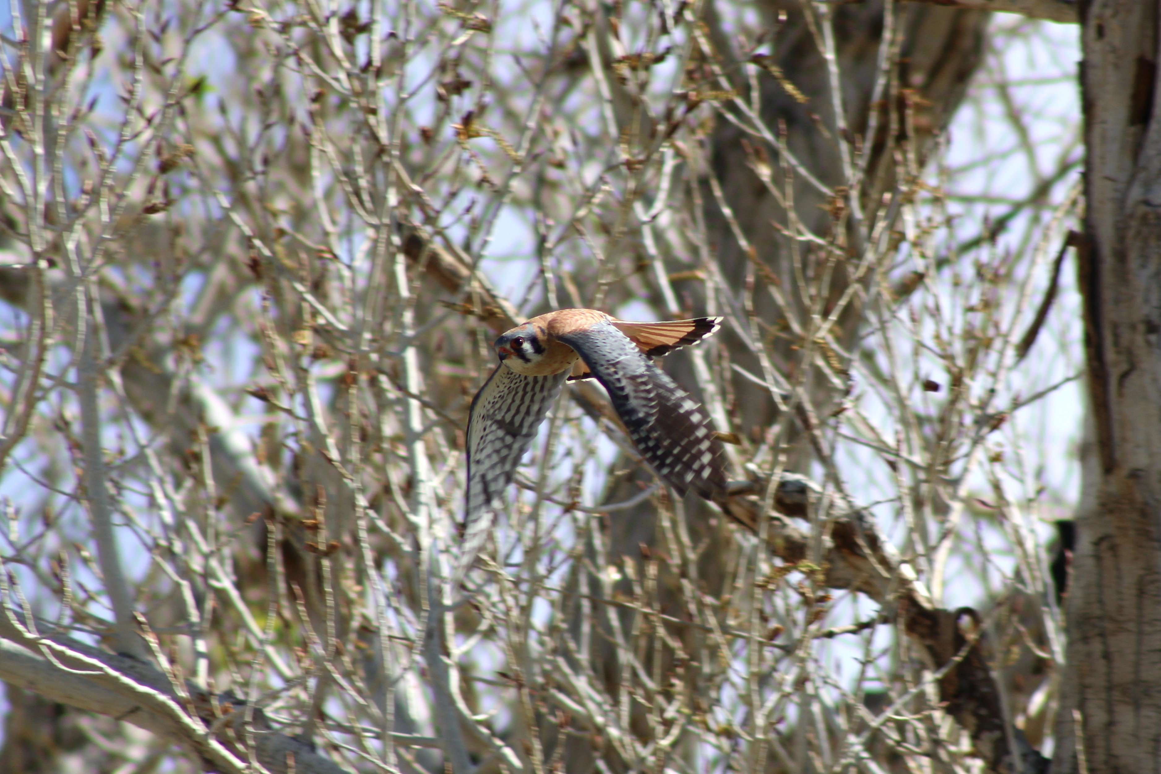 American Kestrel
