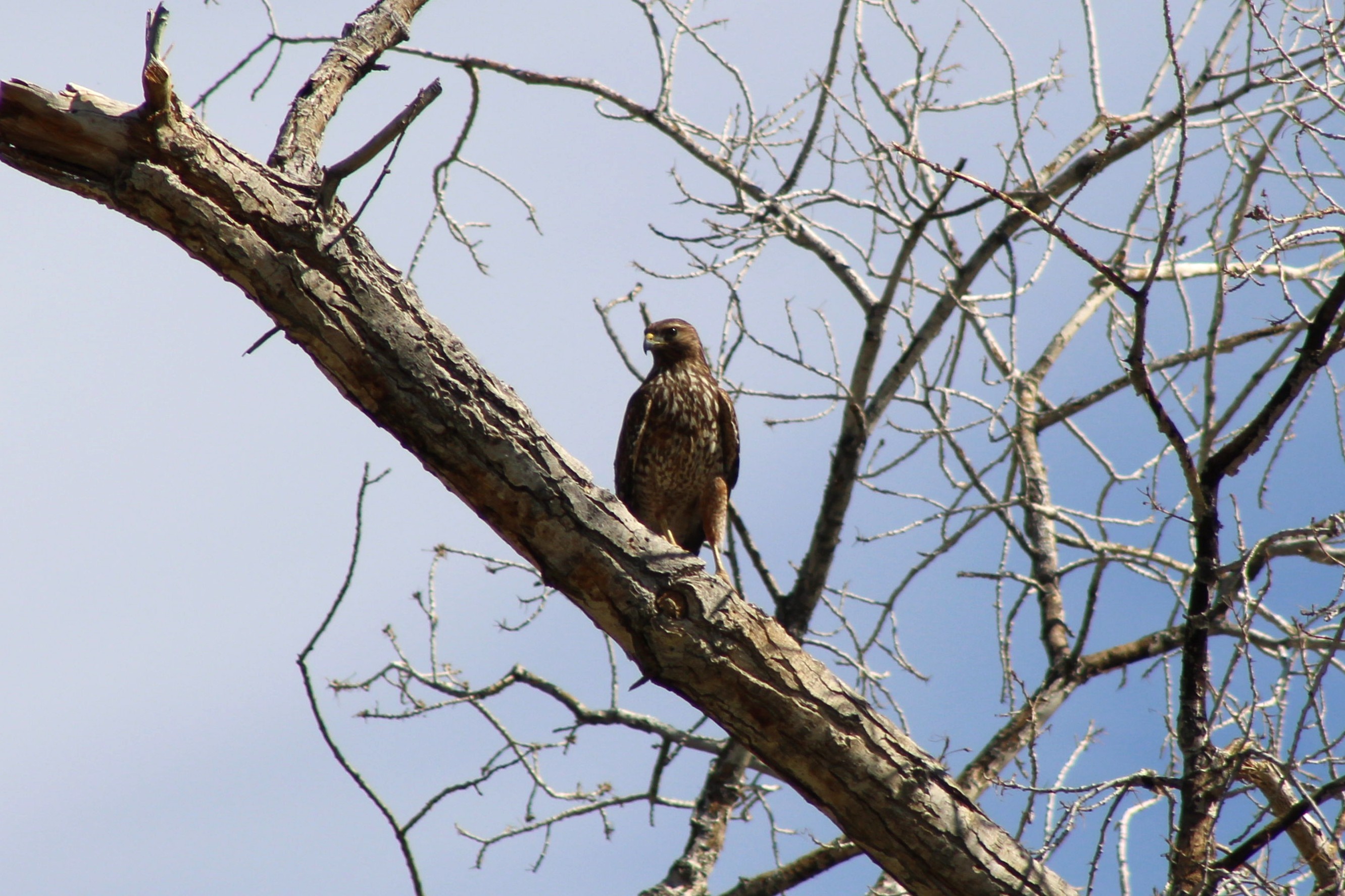 Red-shouldered Hawk