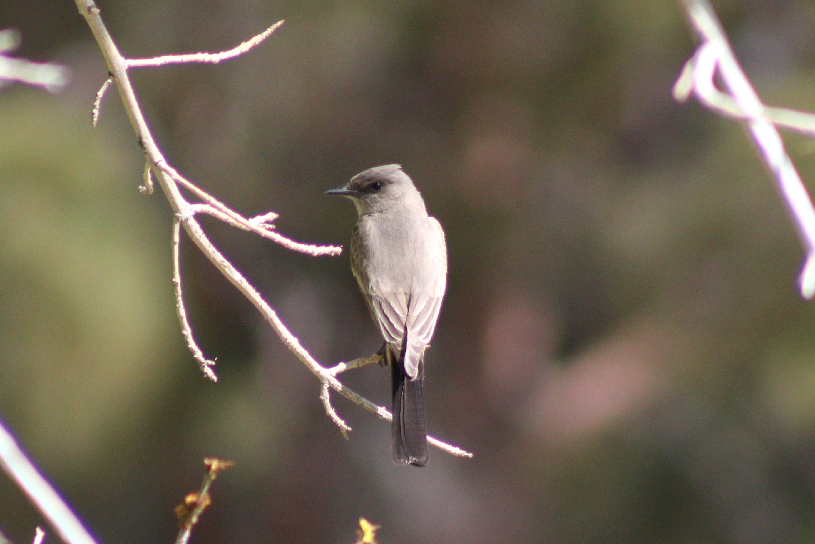 Say's Phoebe