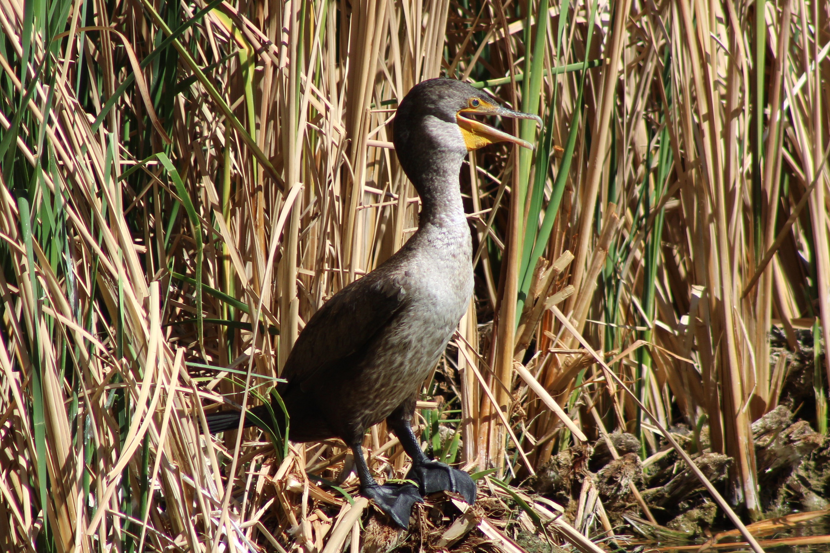 Double-crested Cormorant