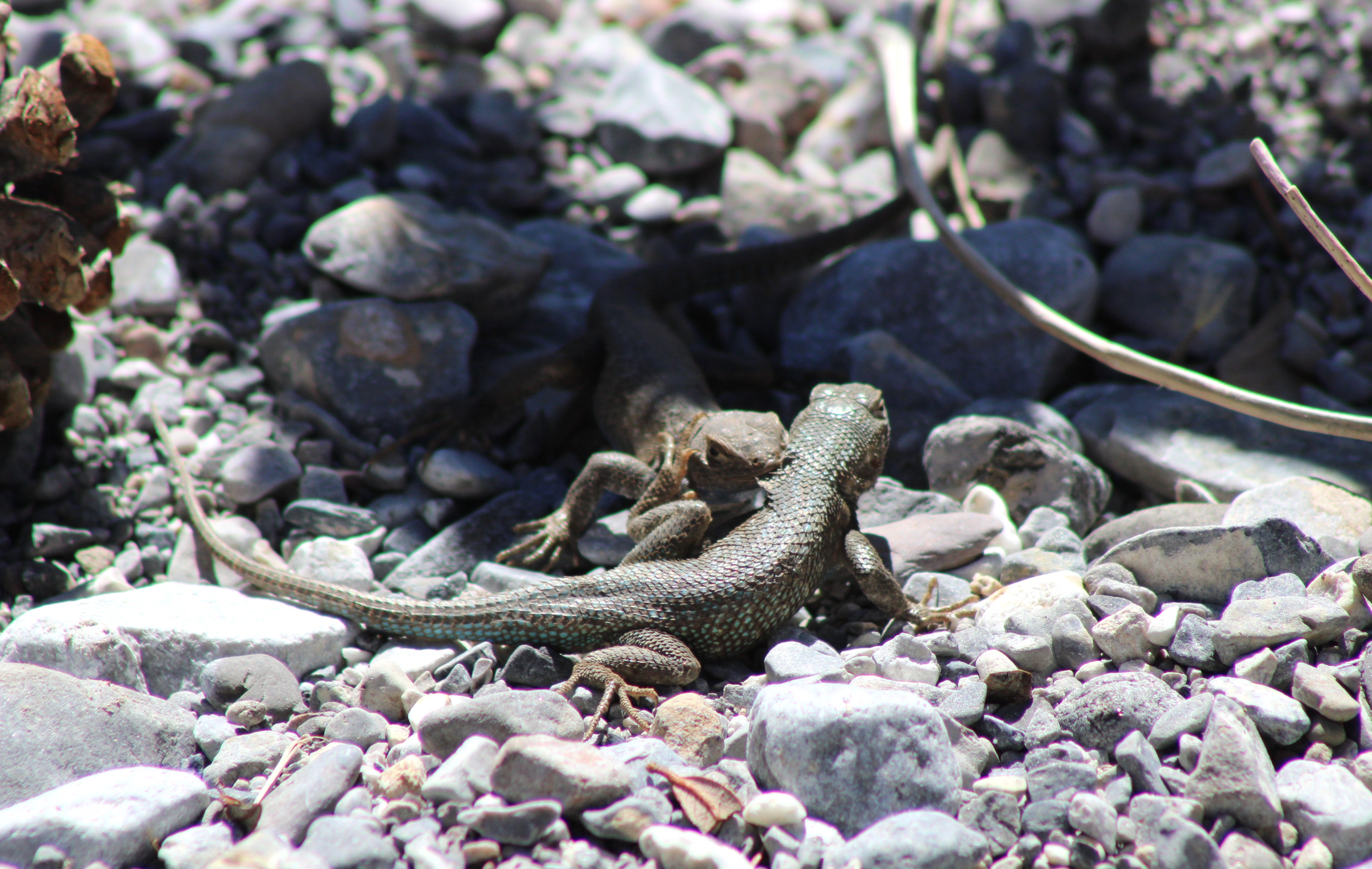 Common Sagebrush Lizard