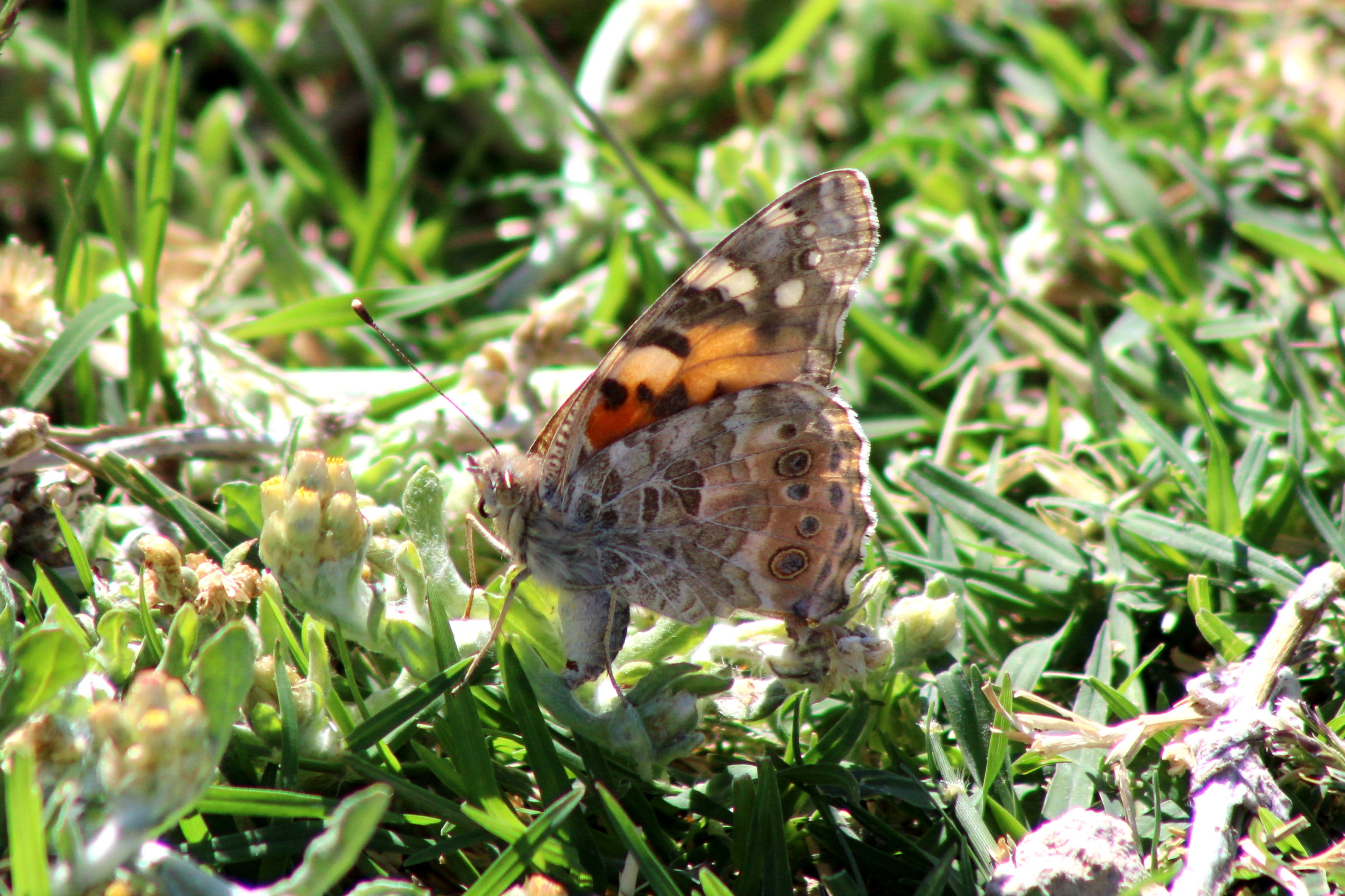 Painted Lady