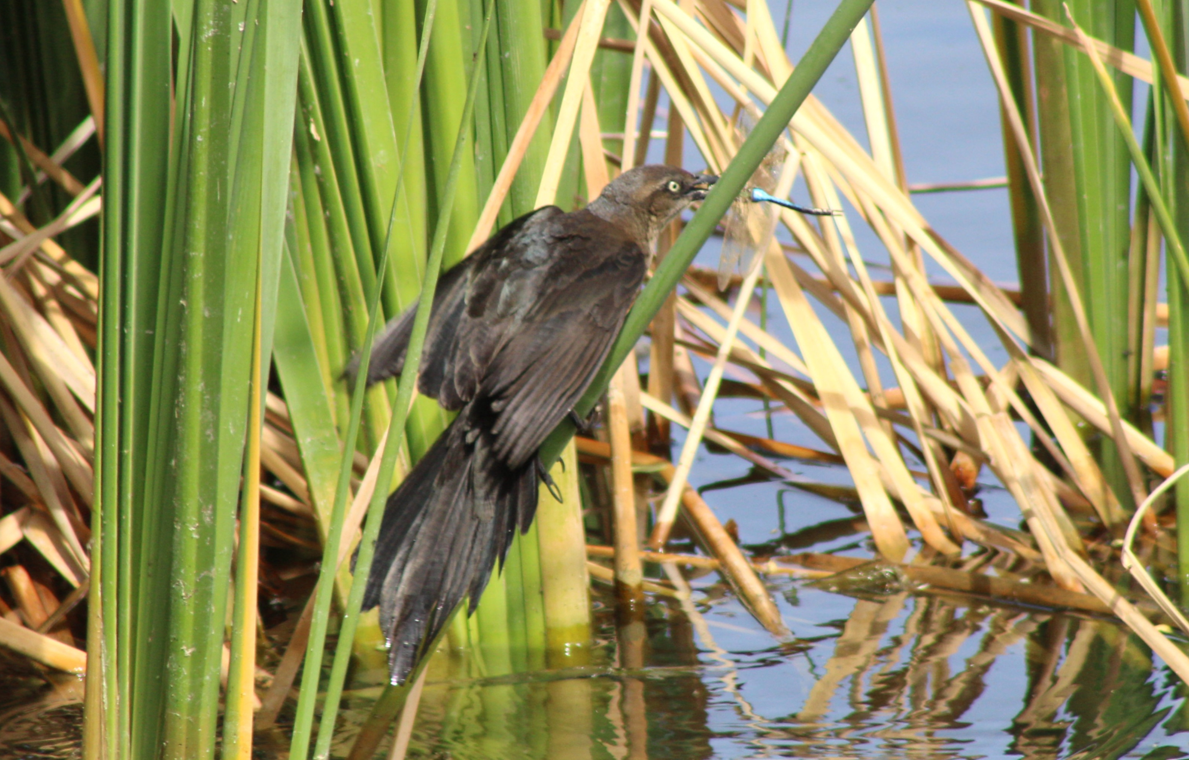 Great-tailed Grackle eating a Blue Dasher
