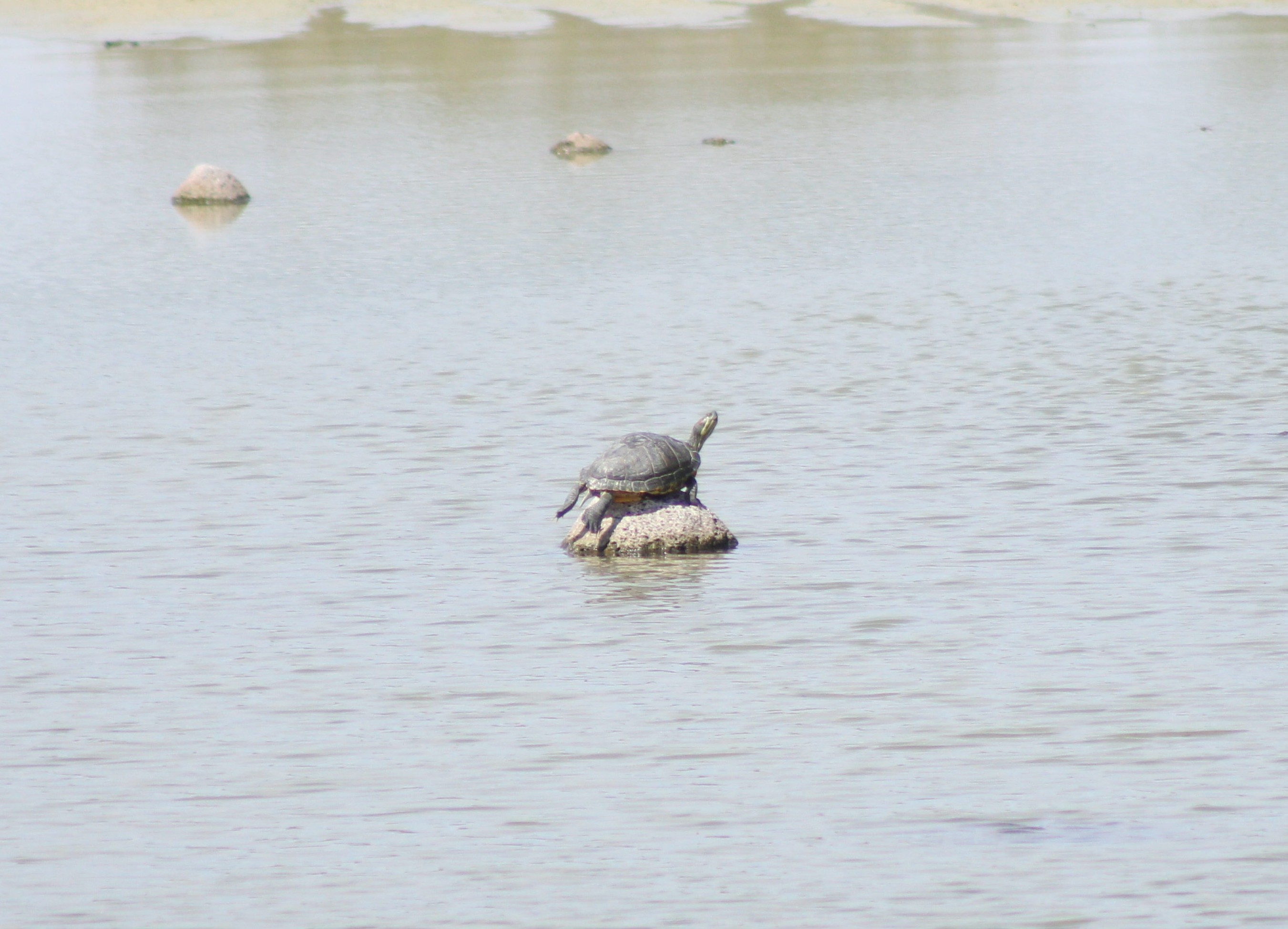 Pond Slider
