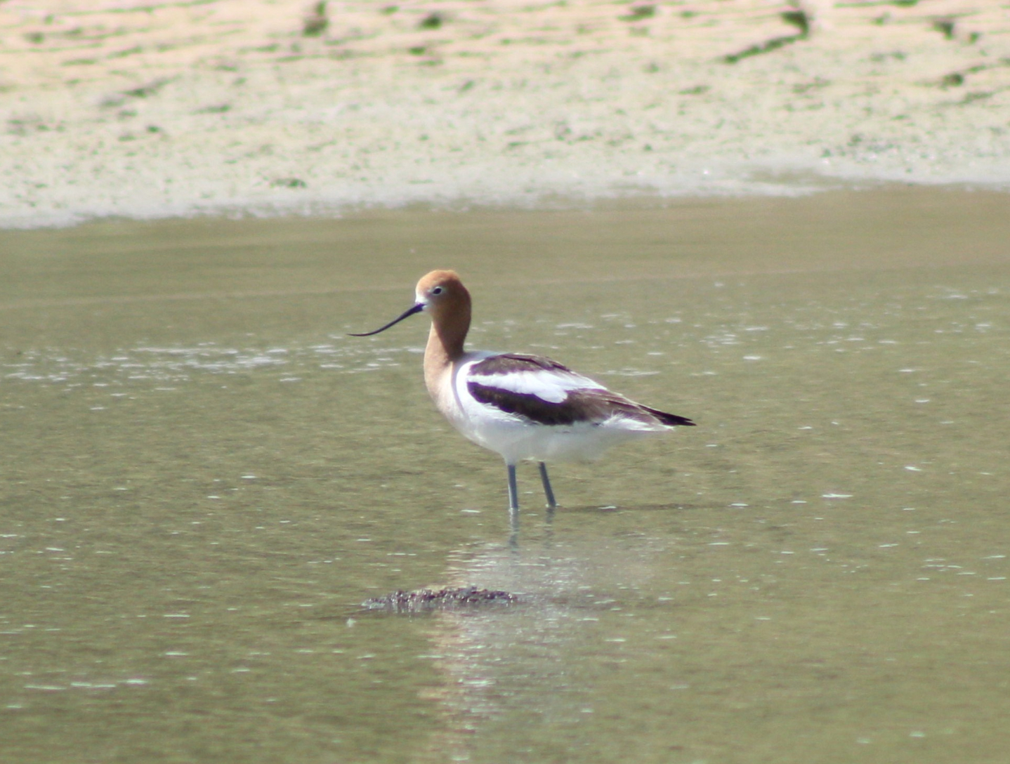American Avocet