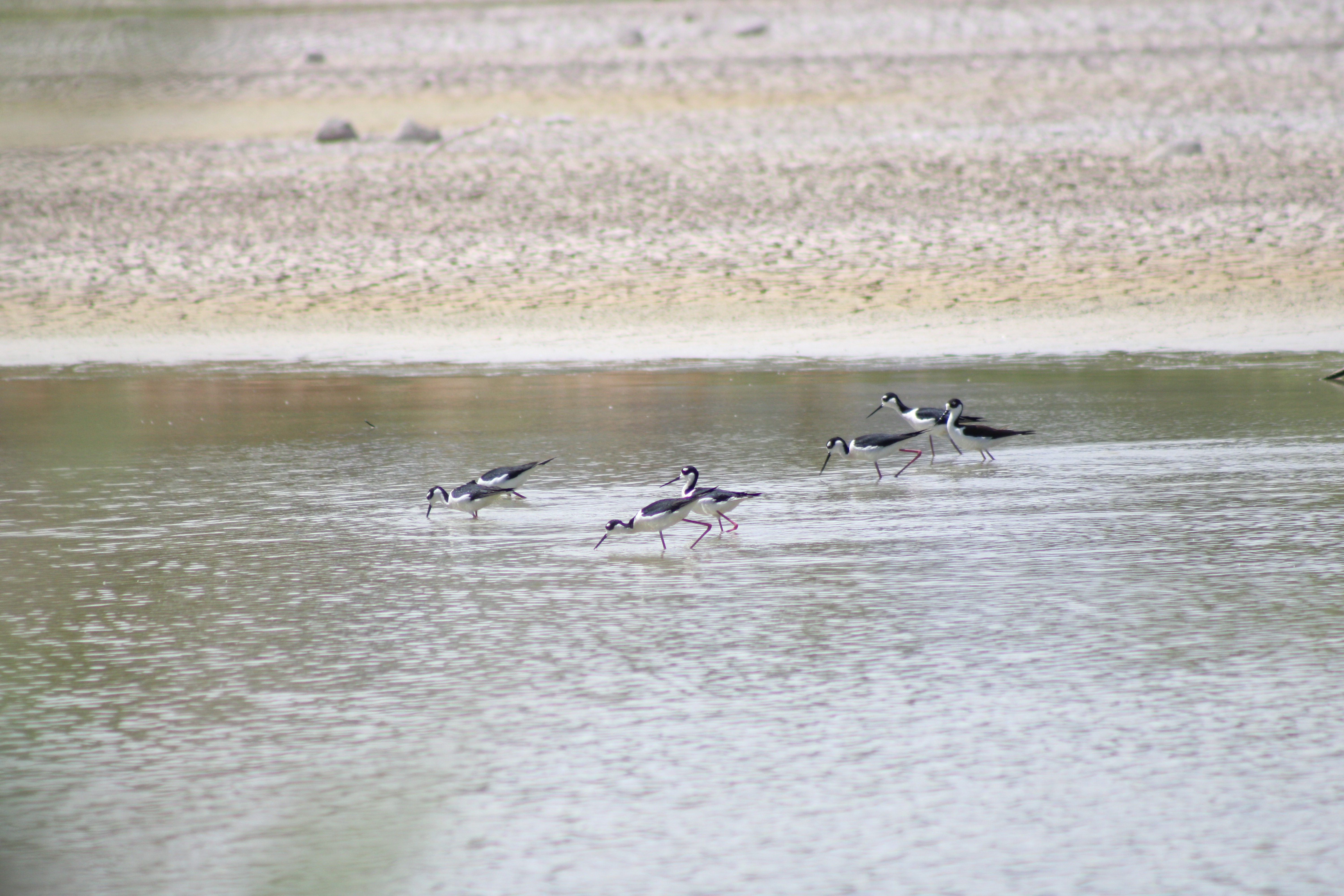 Black-necked Stilt