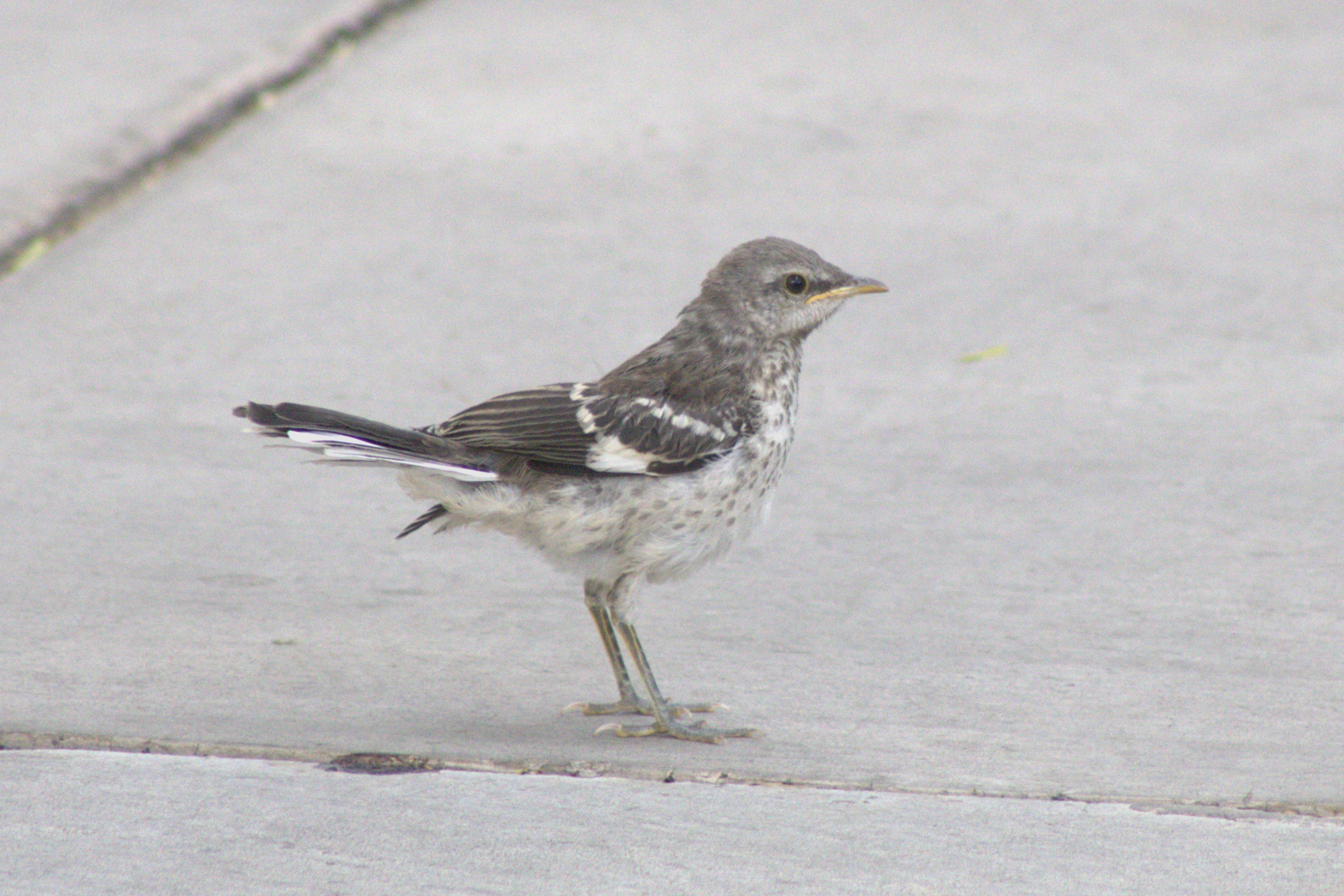juvenile Northern Mockingbird