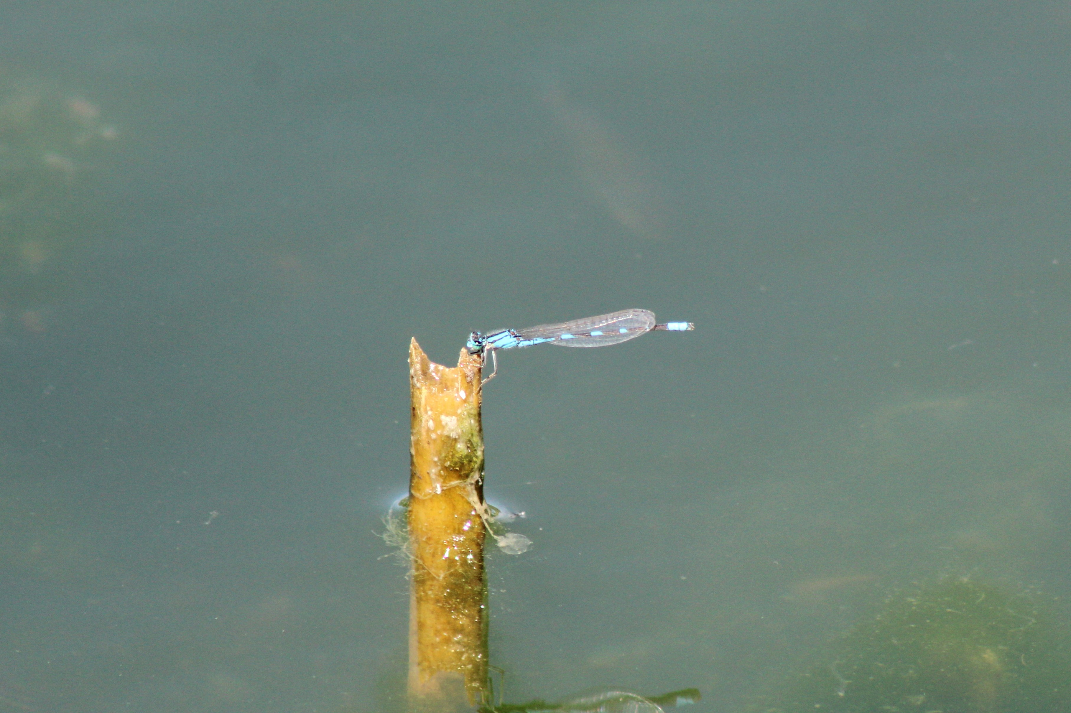 Tule Bluet