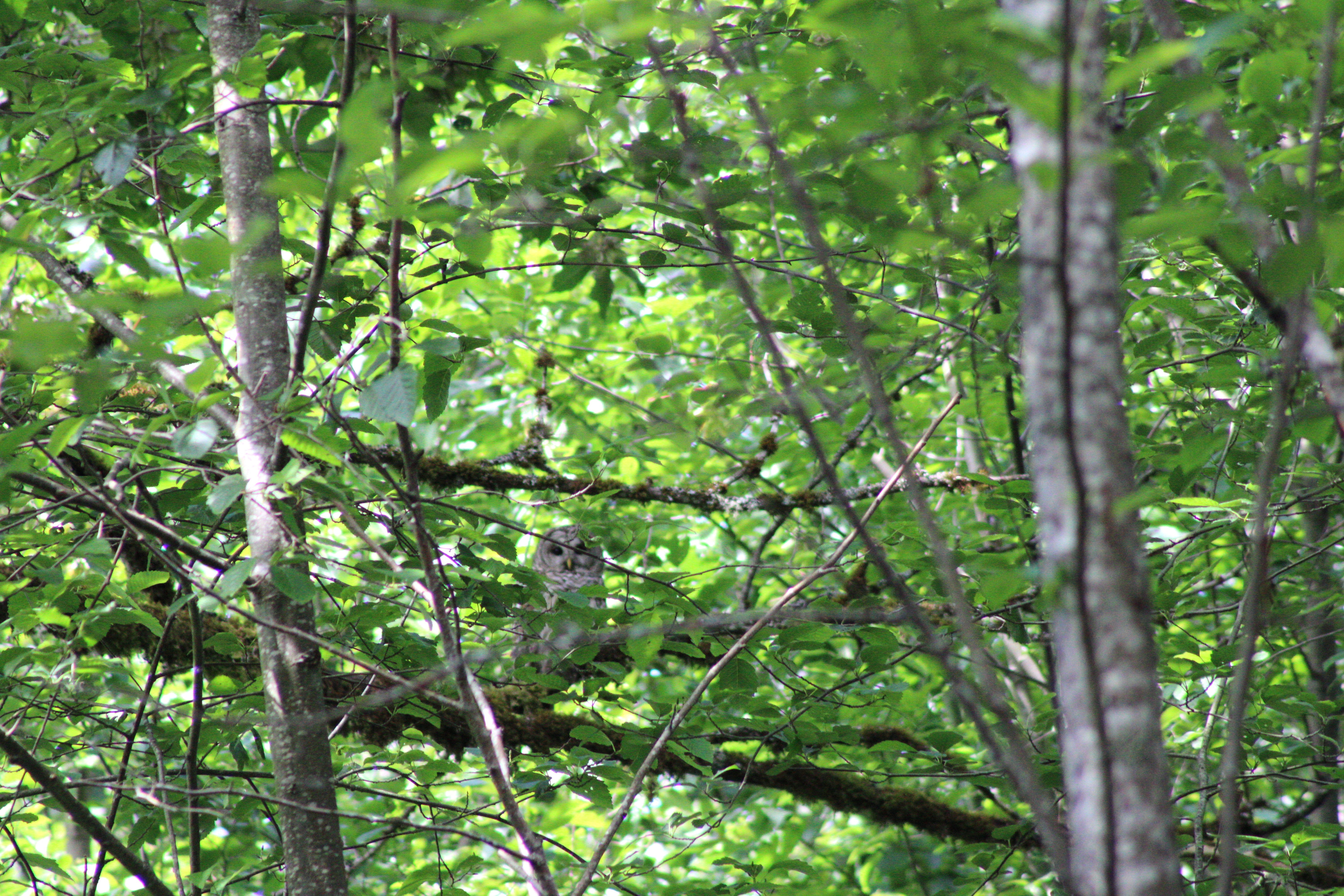 Barred Owl