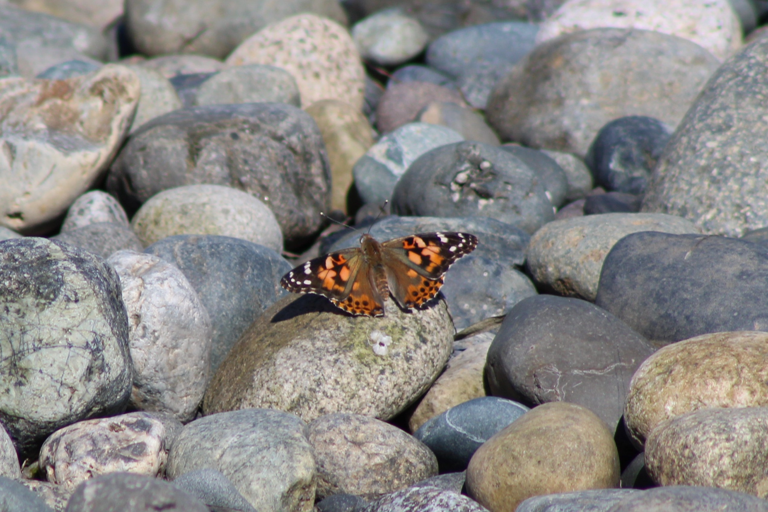 Painted Lady