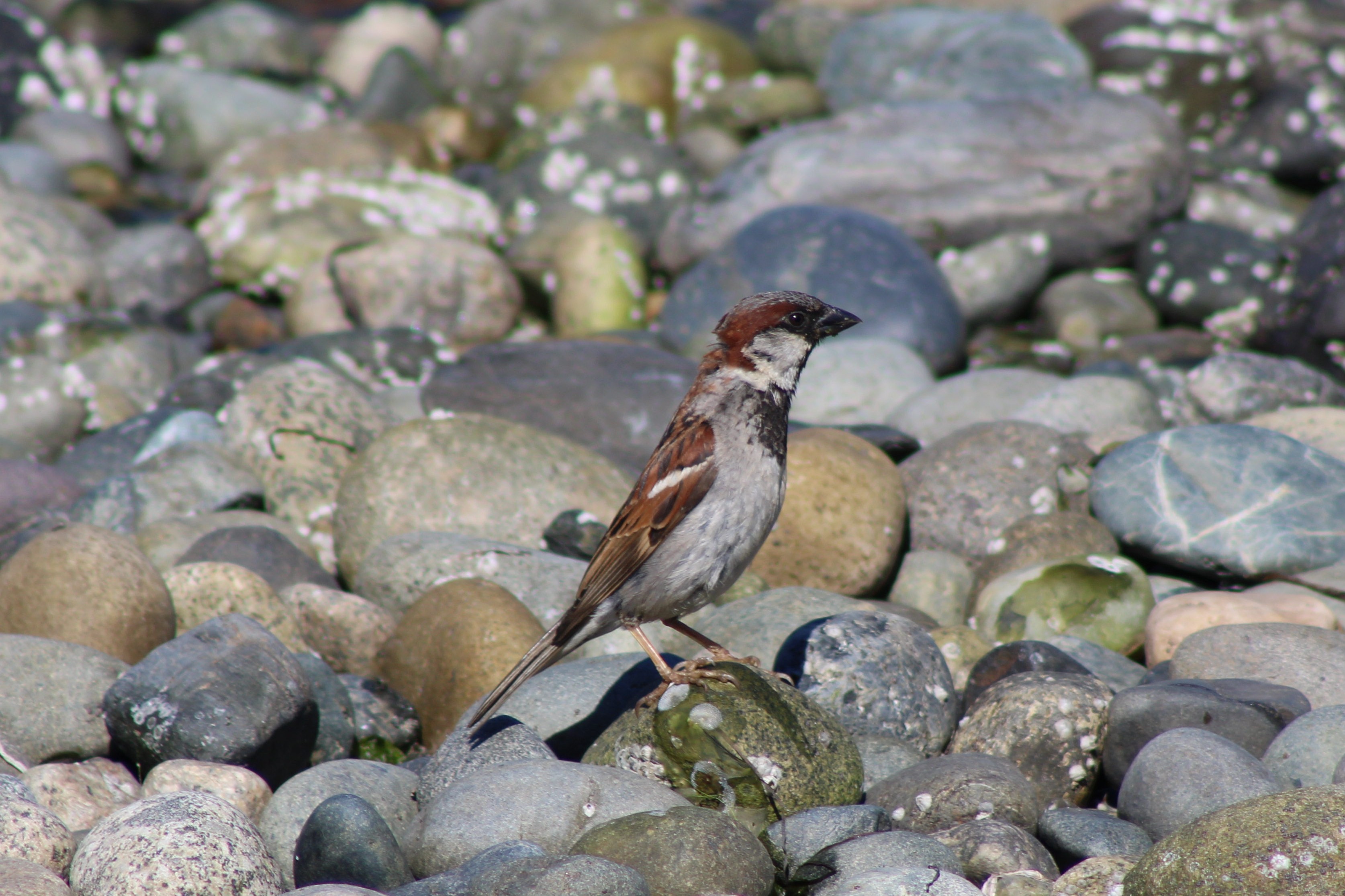 House Sparrow