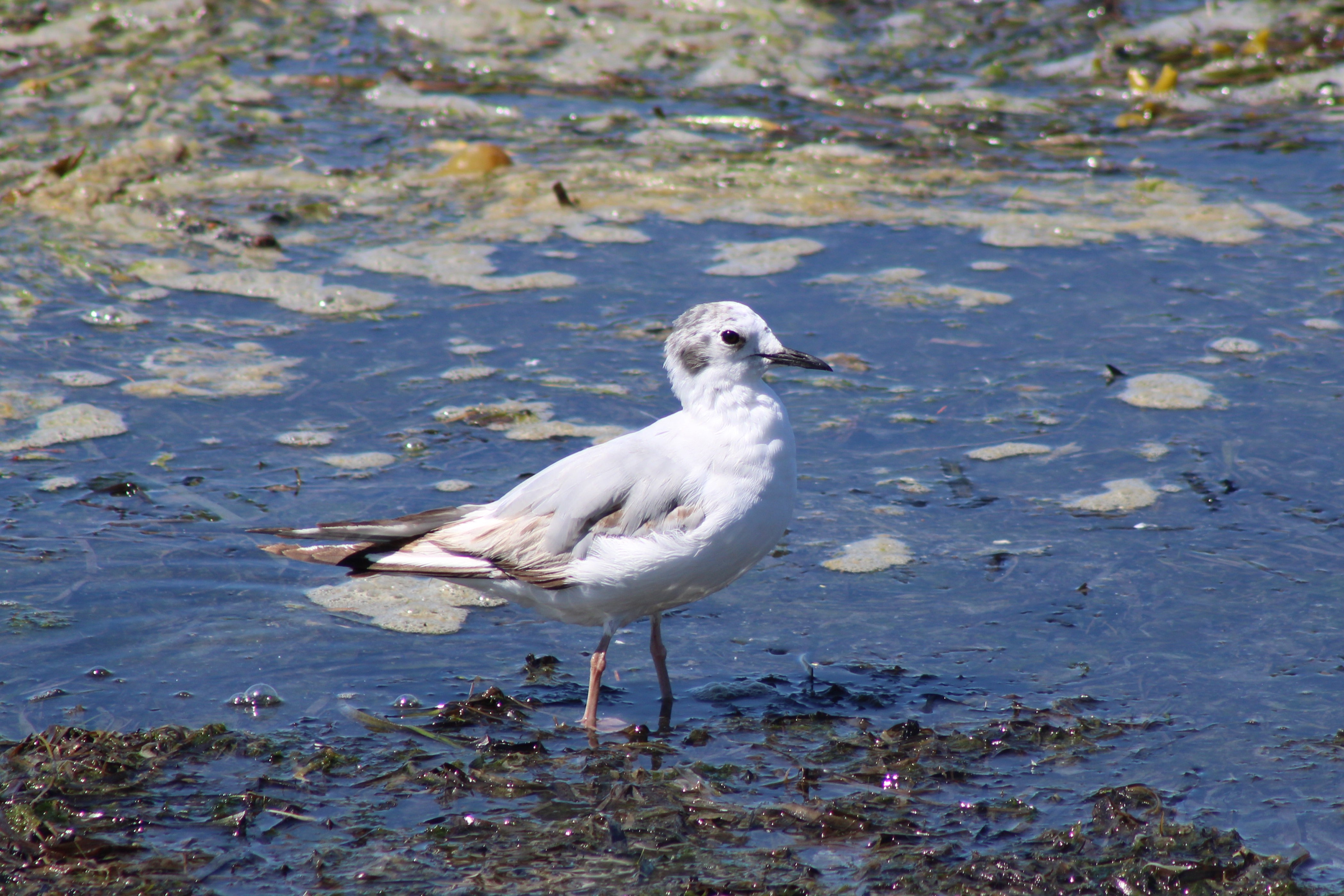 Bonaparte's Gull