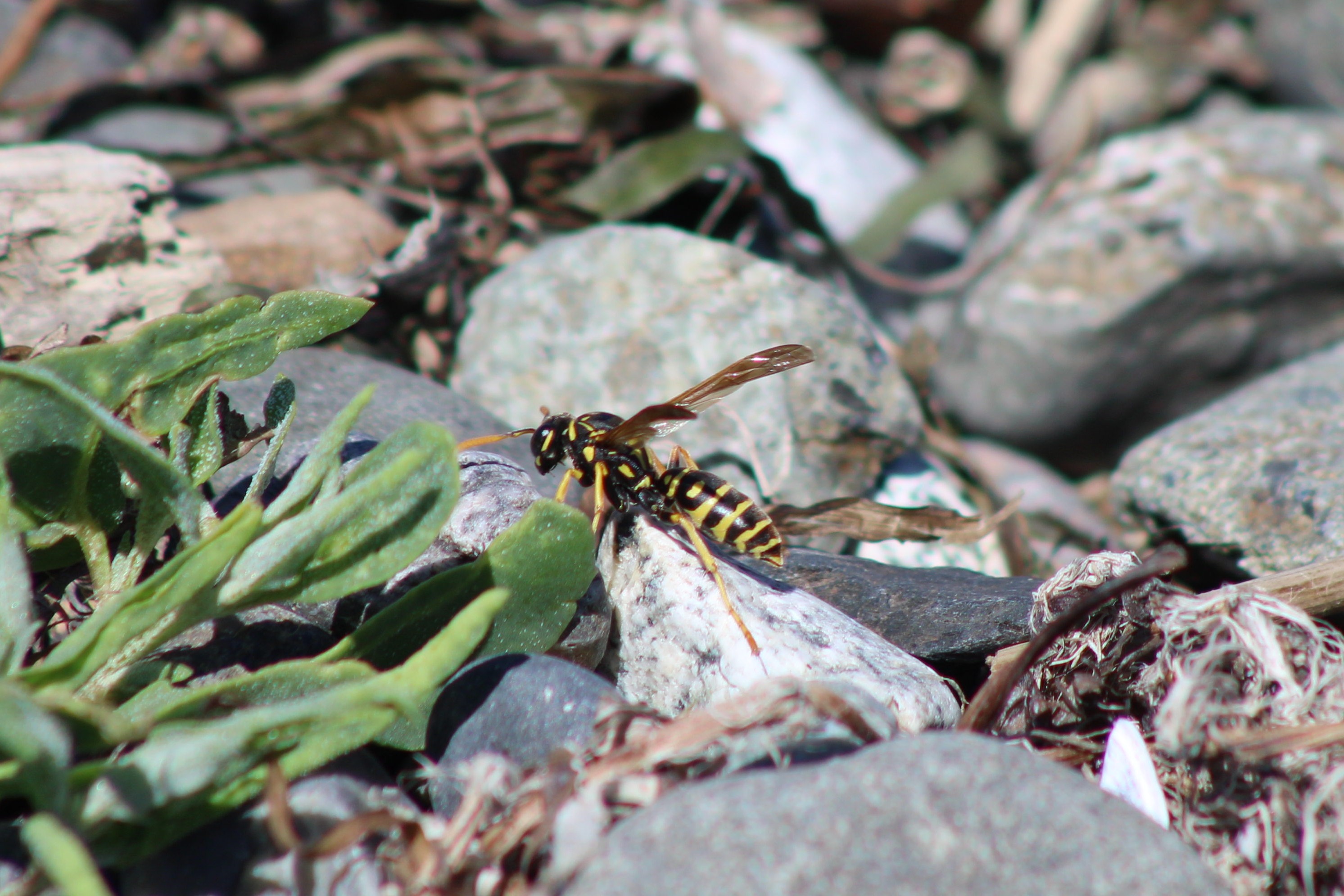 European Paper Wasp