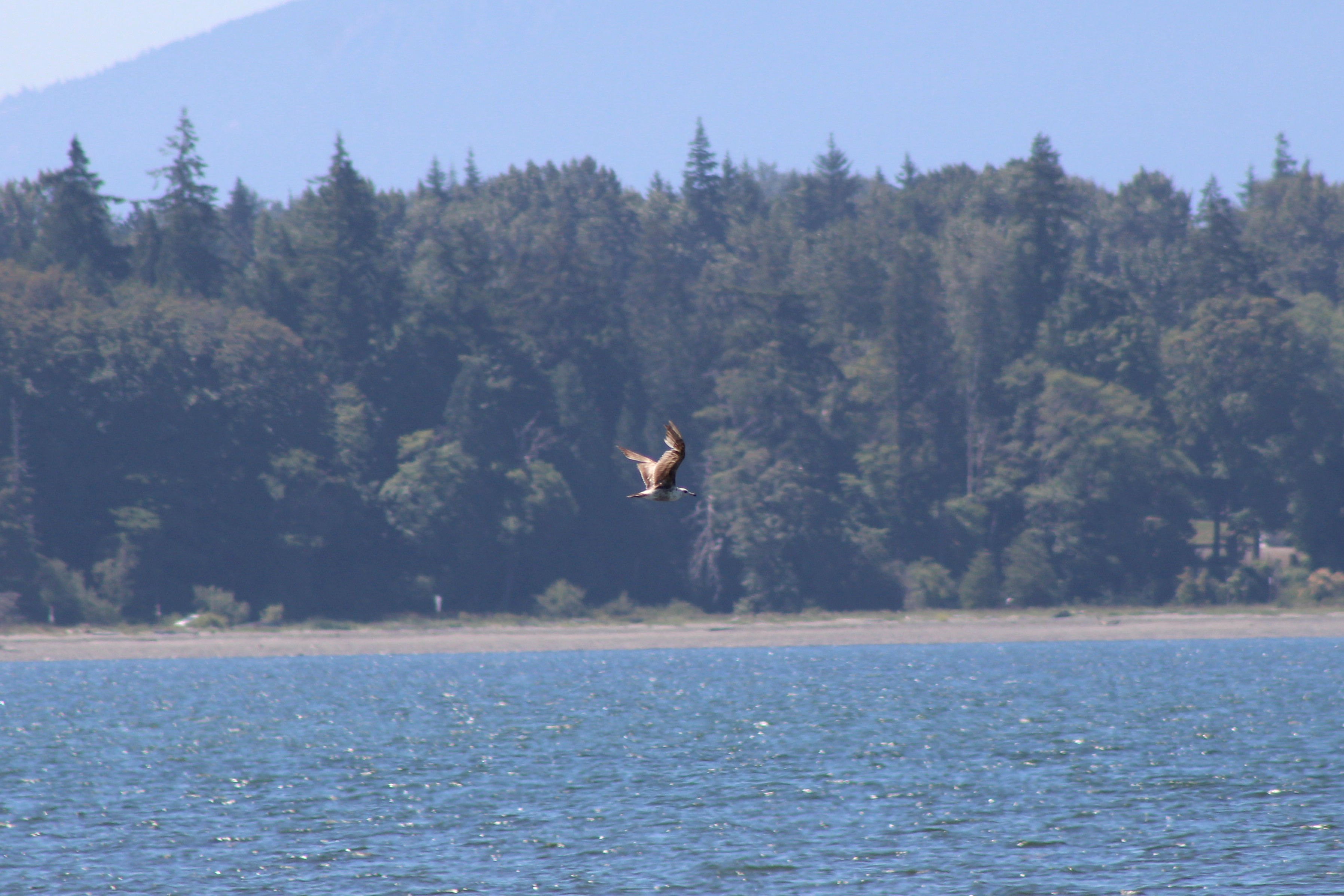 unidentified gull