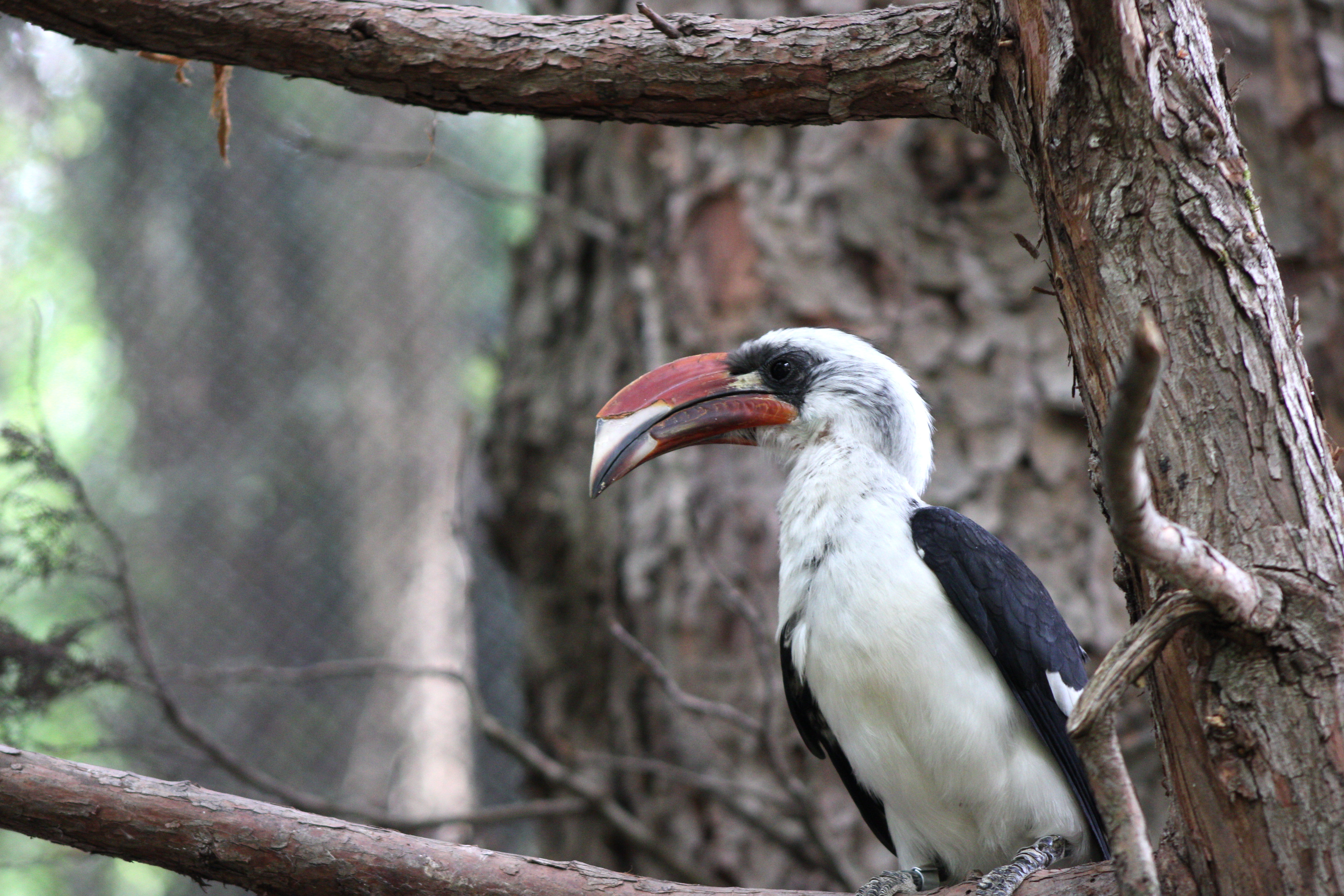 Von Der Decken's Hornbill