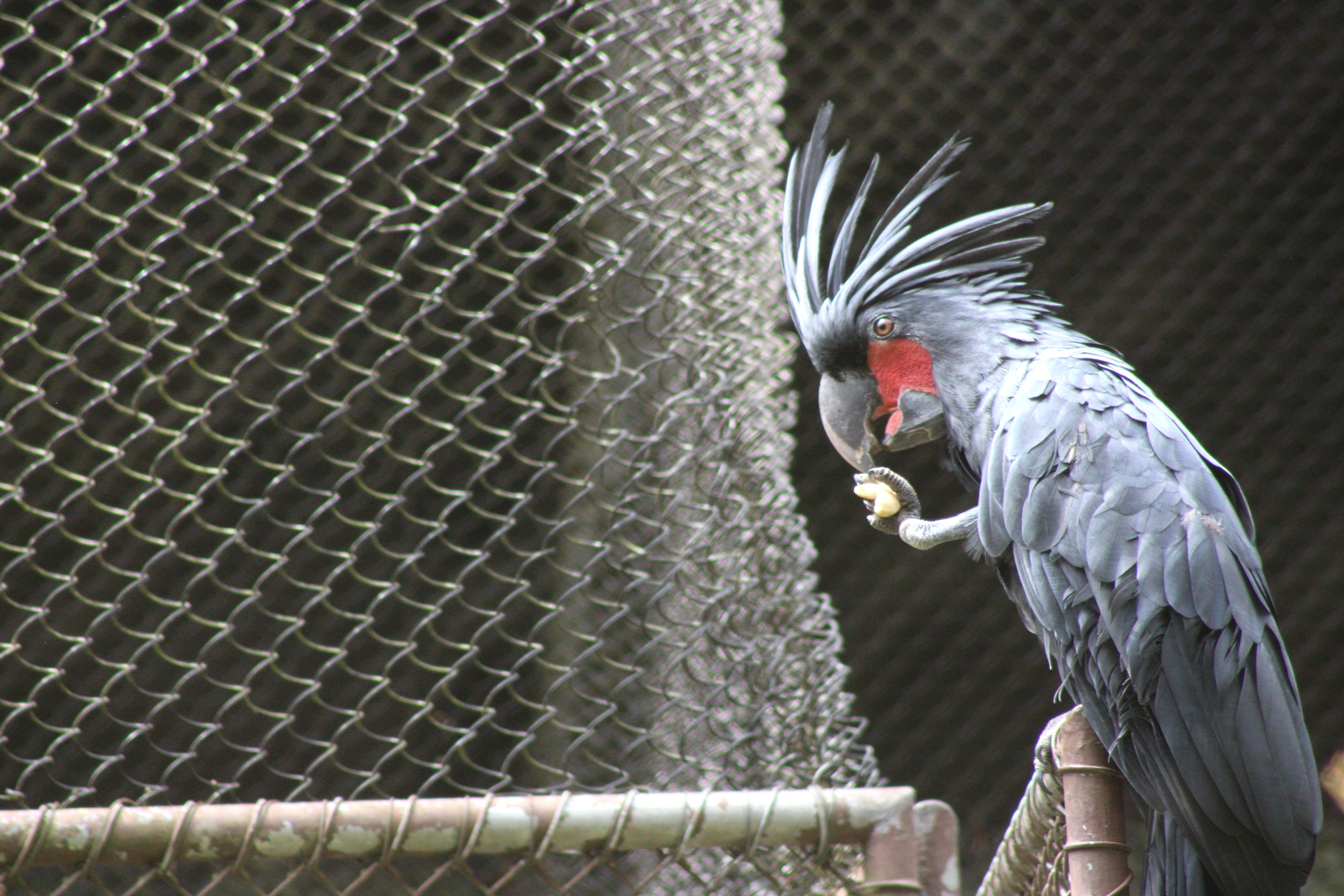Palm Cockatoo
