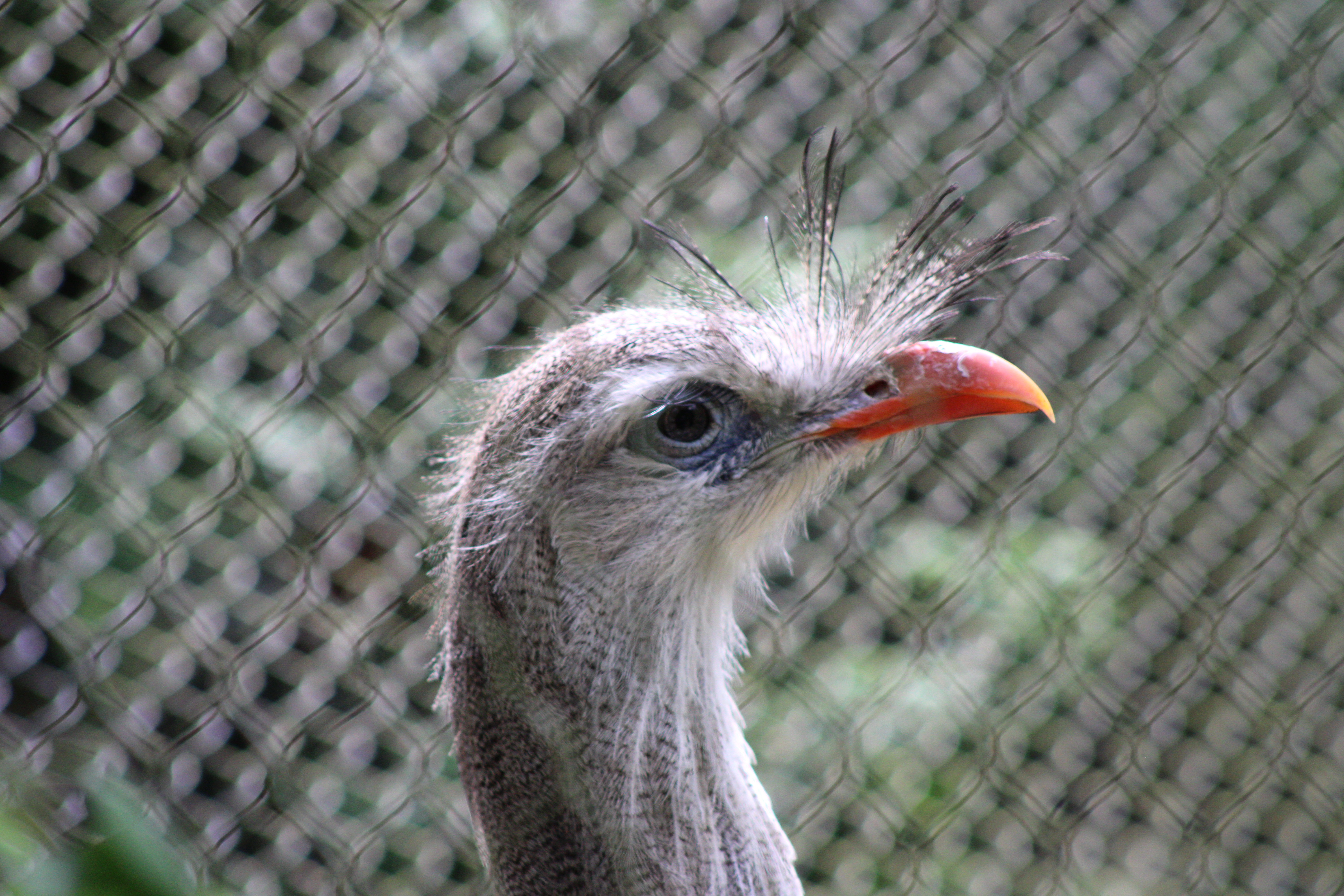 Red-legged Seriema