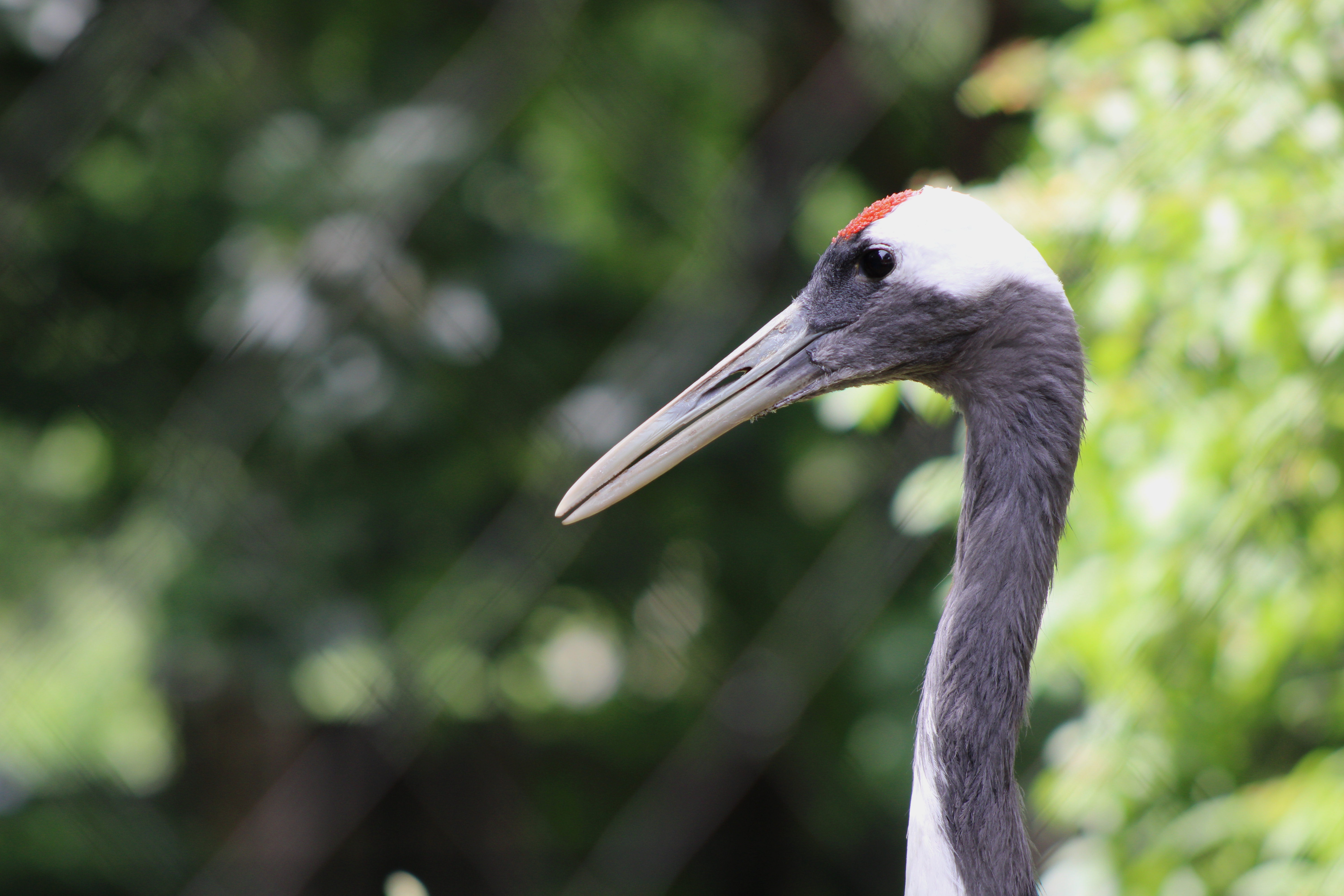 Red-crowned Crane