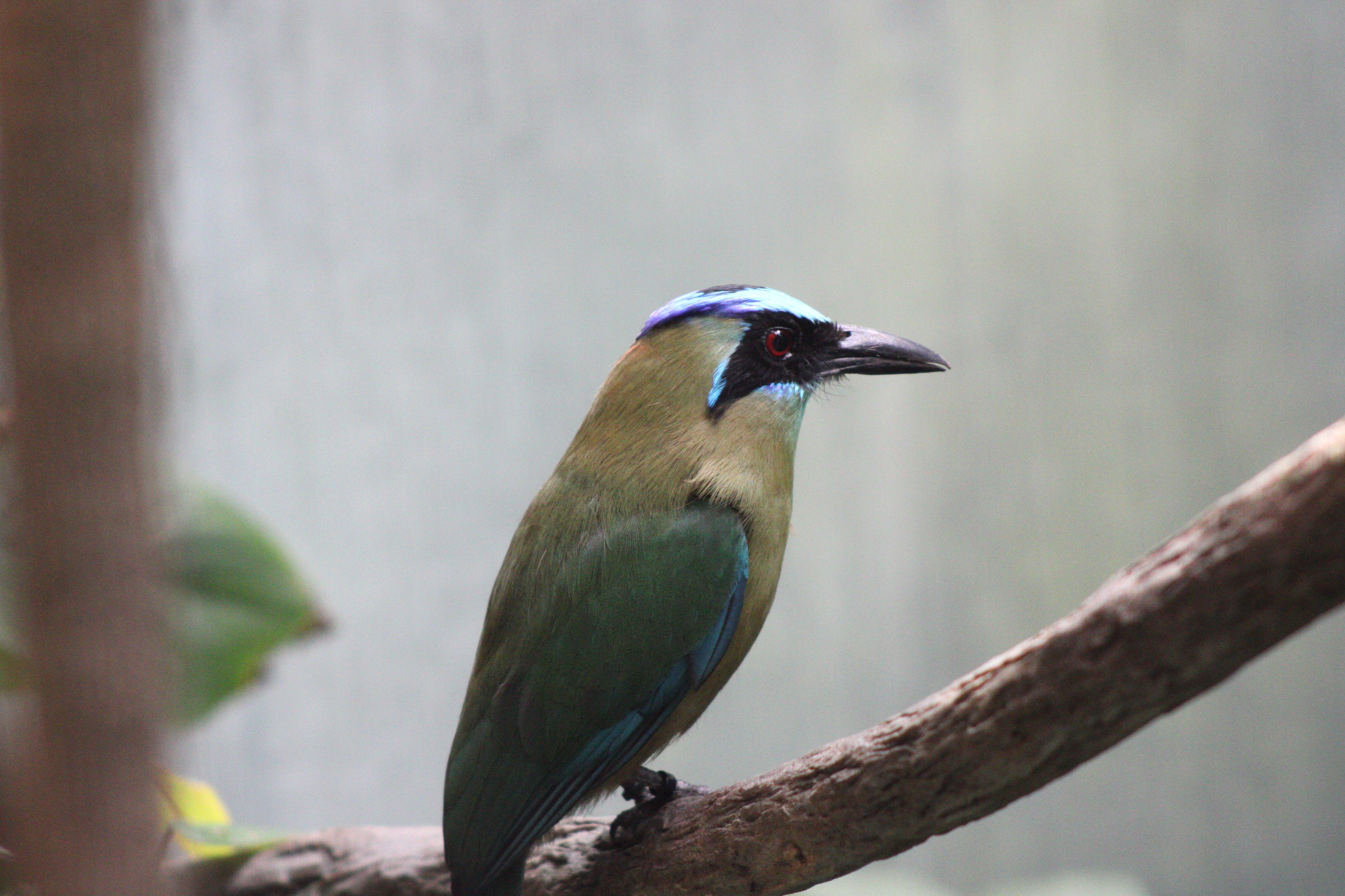 Blue-capped Motmot