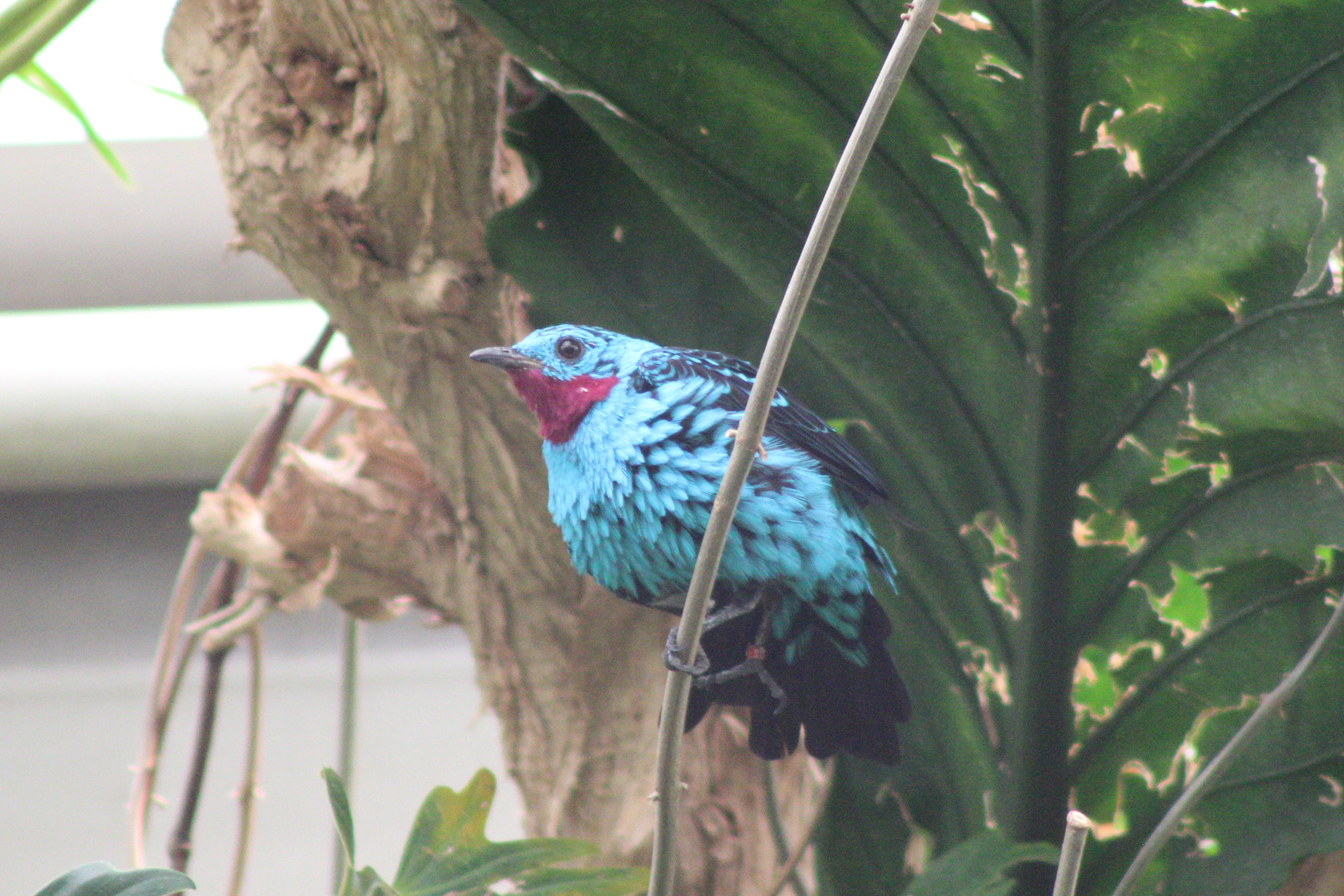 Spangled Cotinga