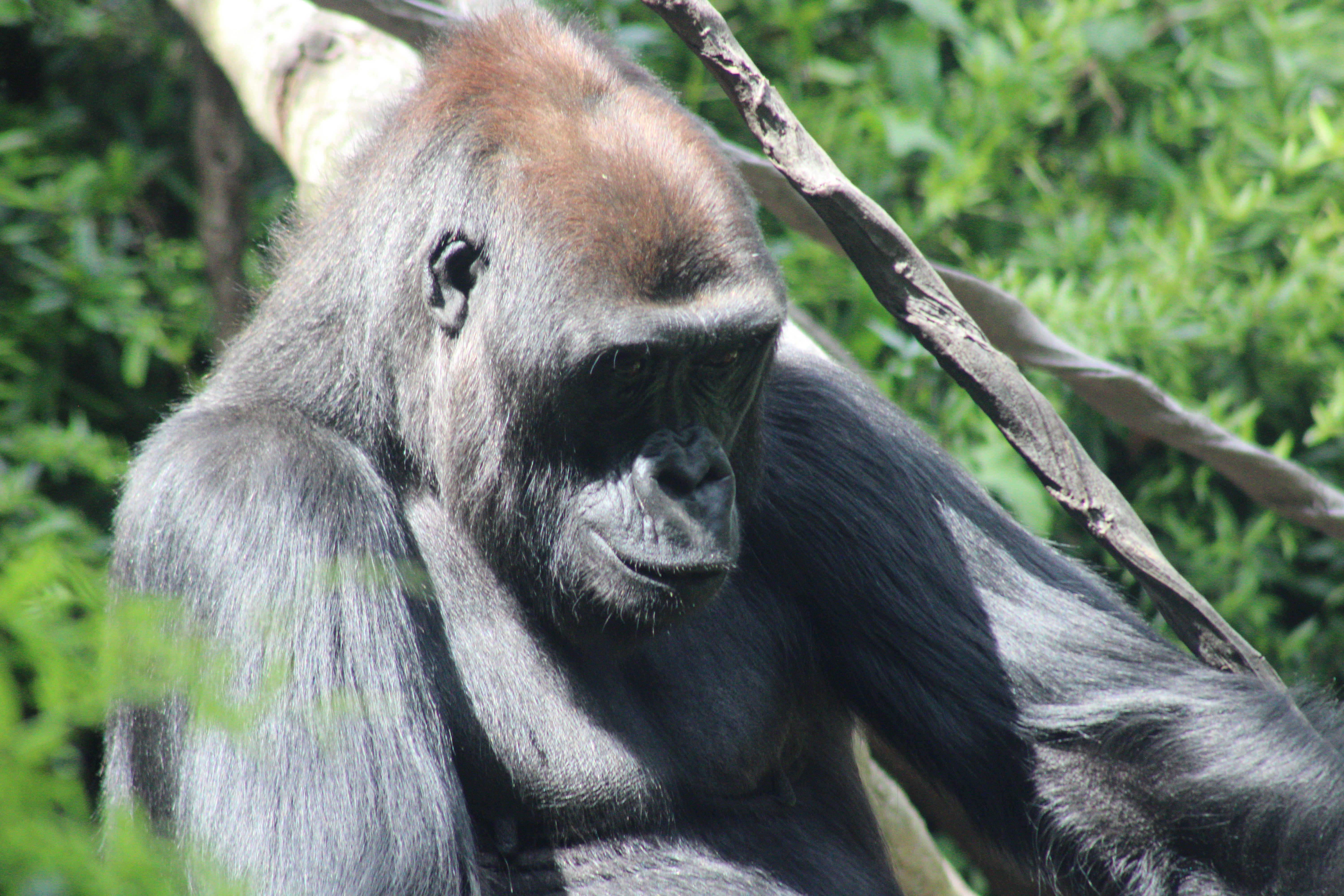 Gorilla