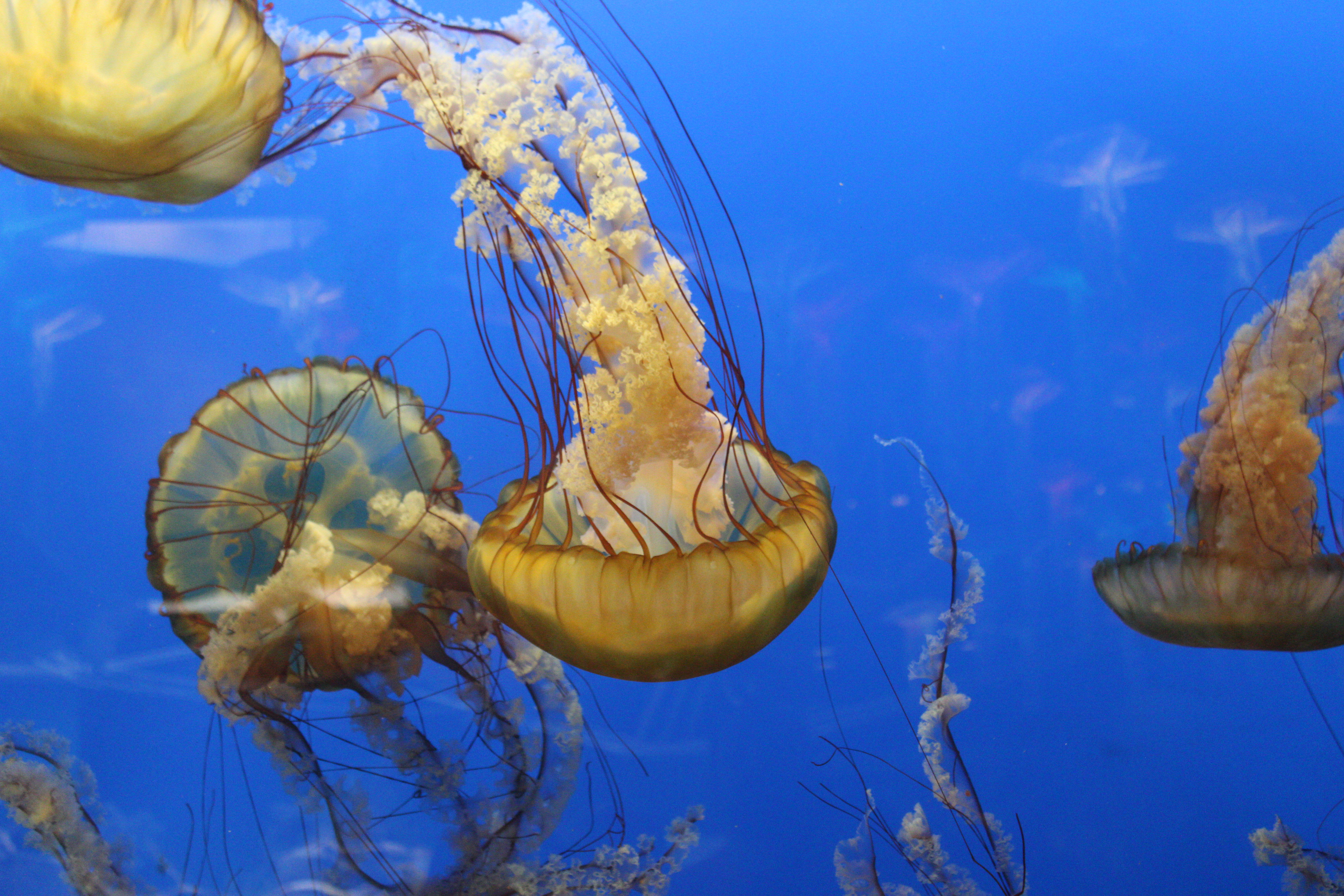 Pacific Sea Nettle