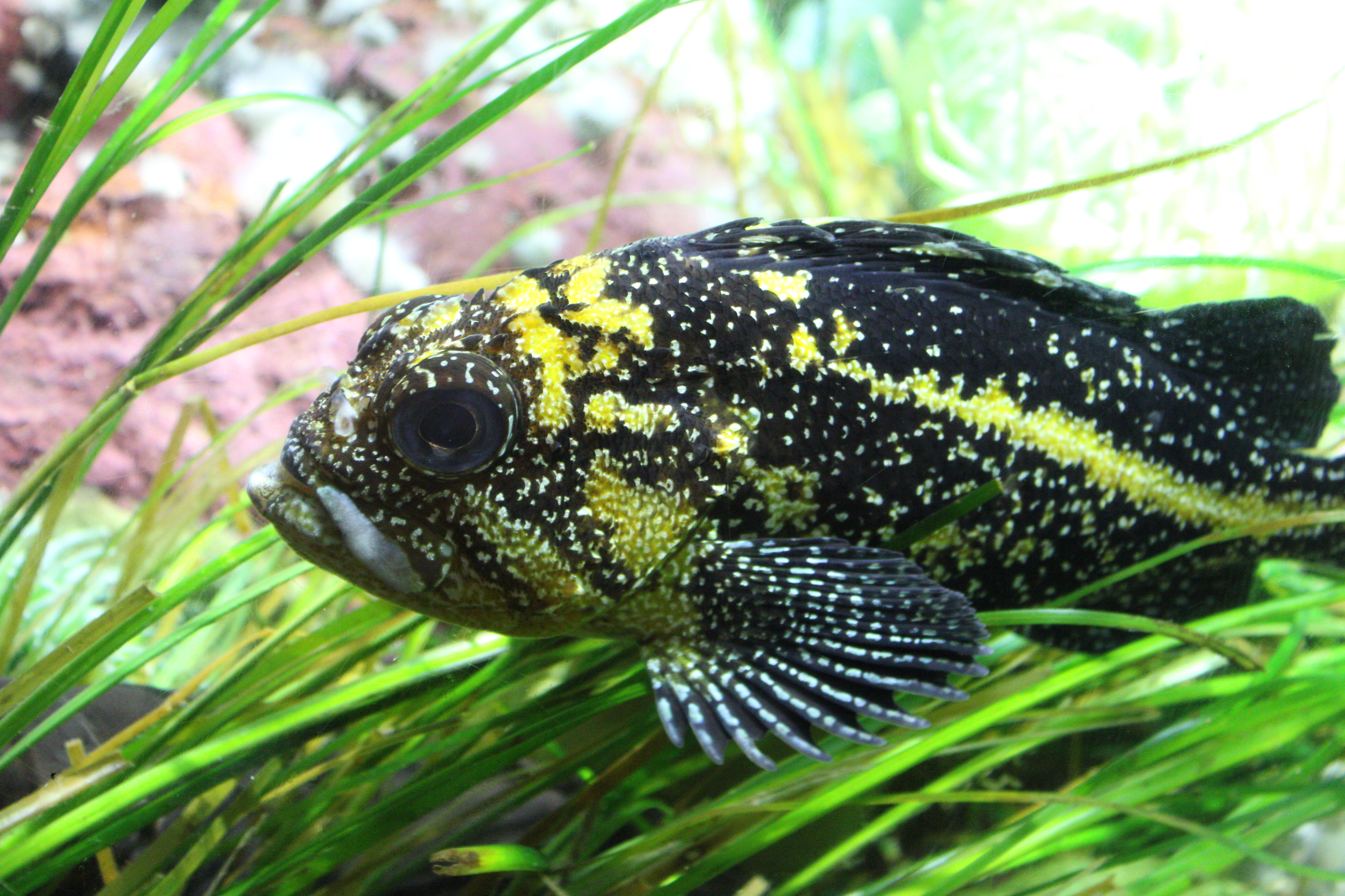 unidentified fish