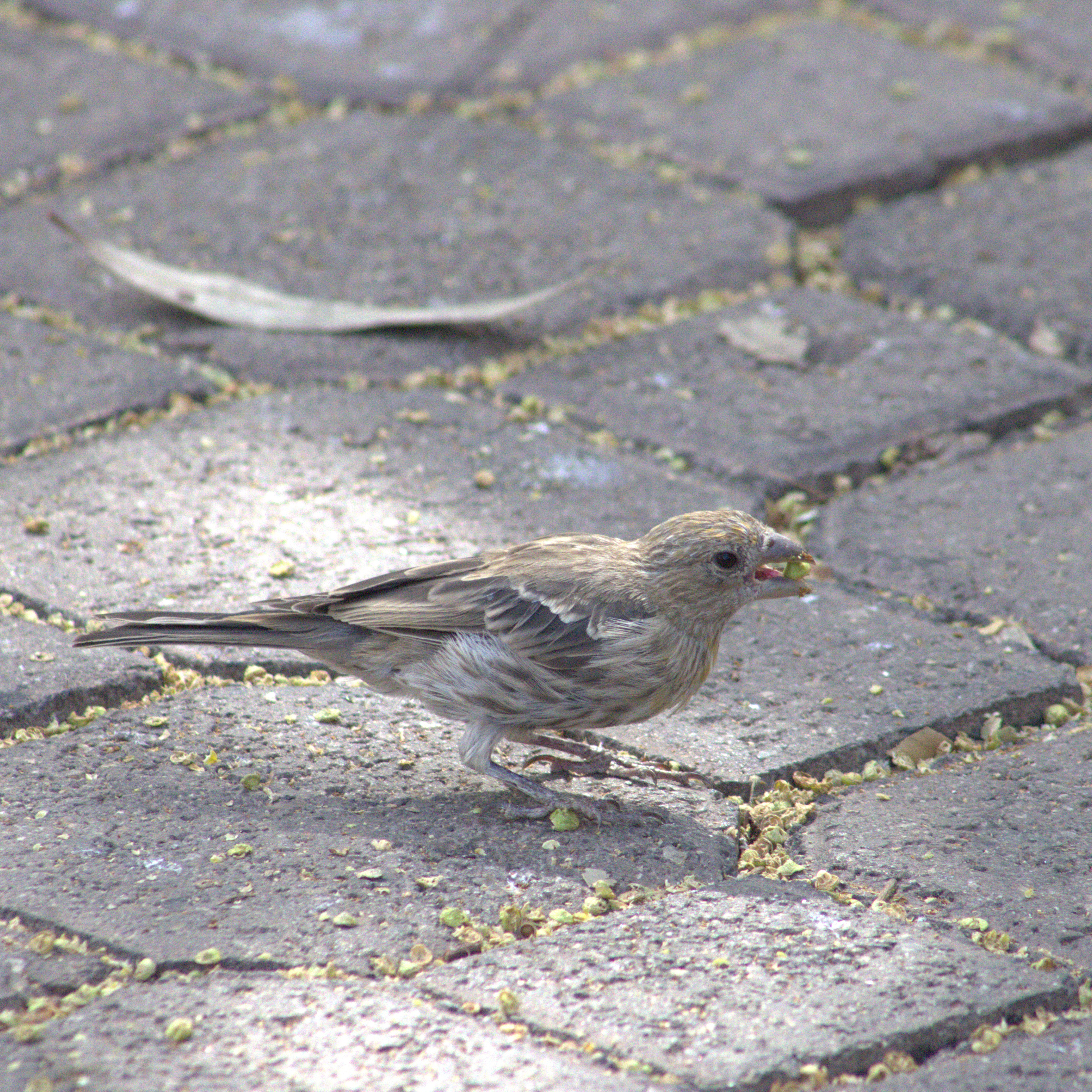 House Finch
