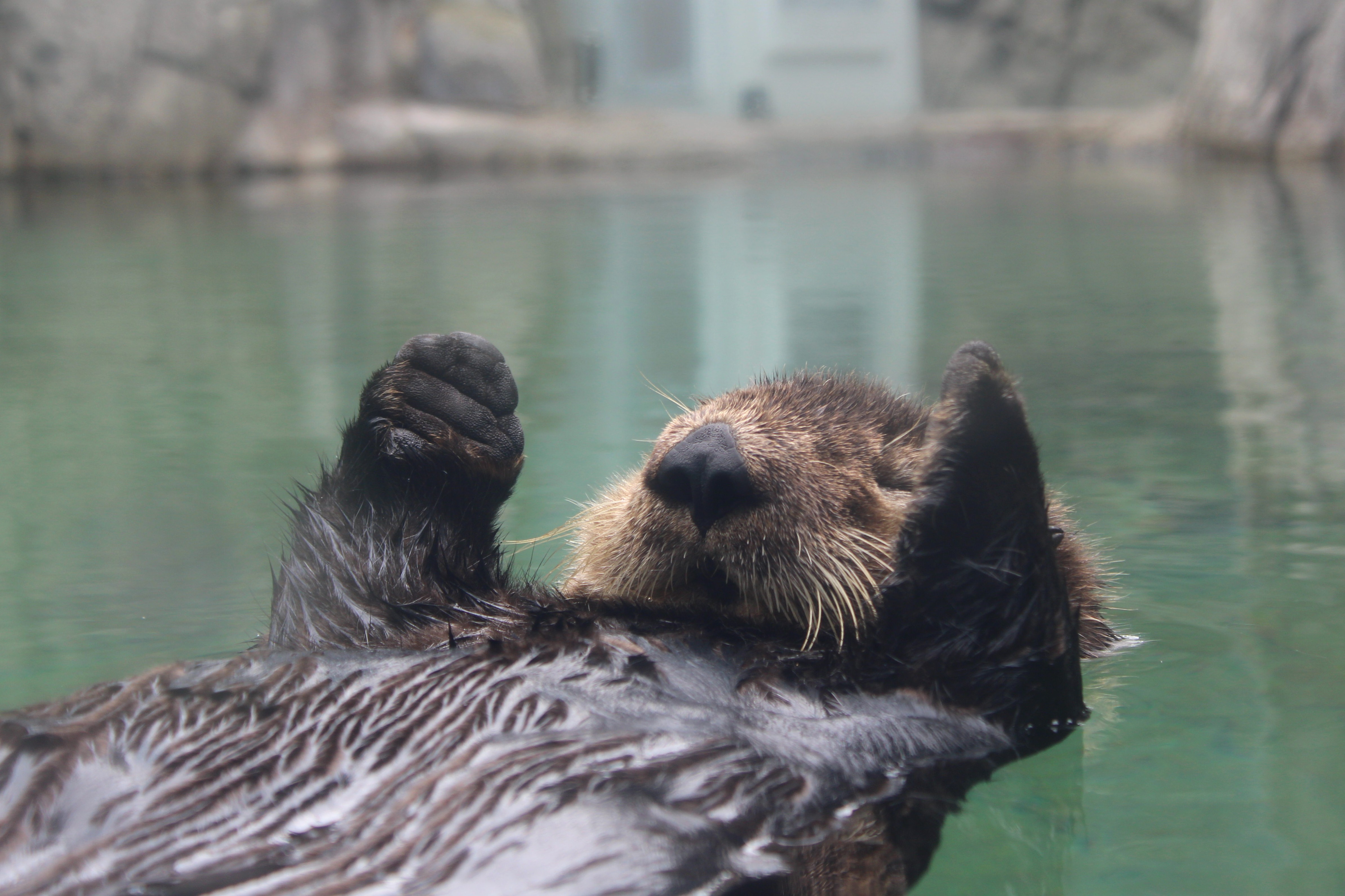 Sea Otter