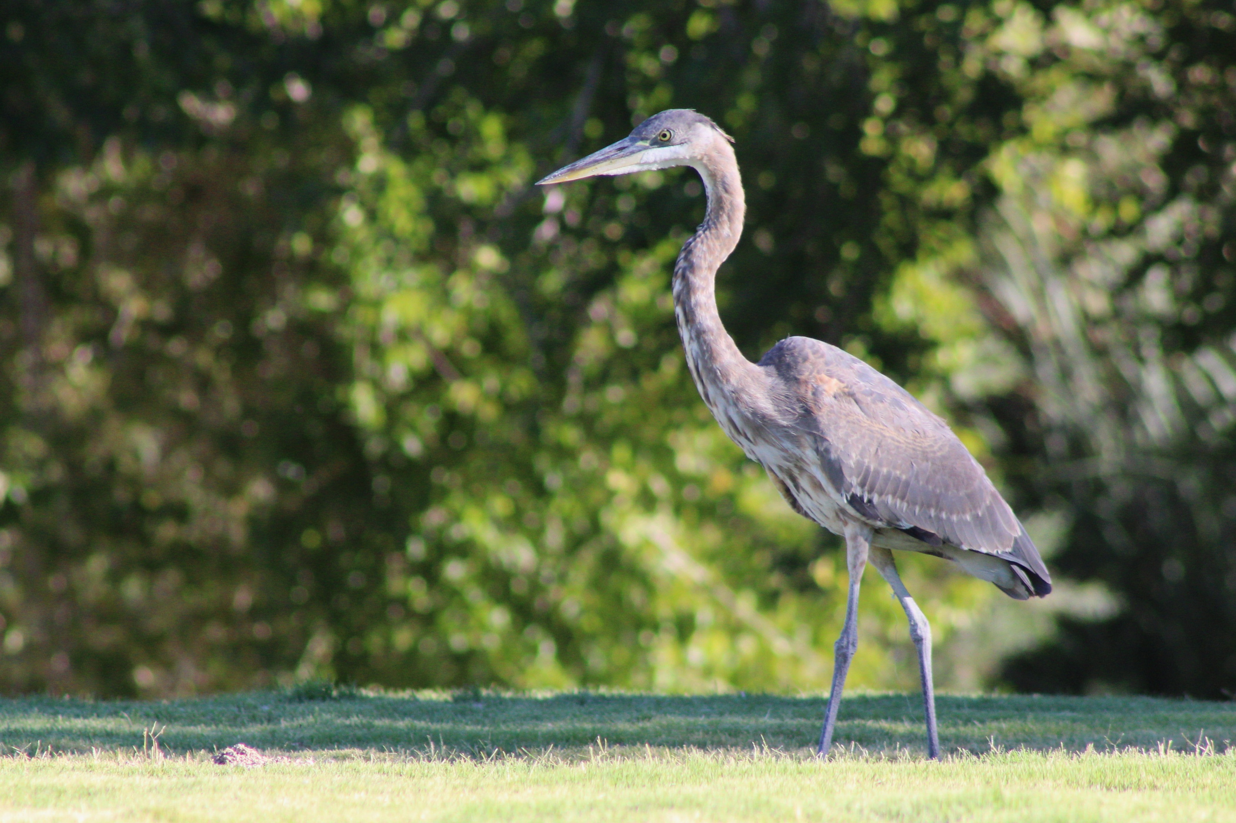 Great Blue Heron