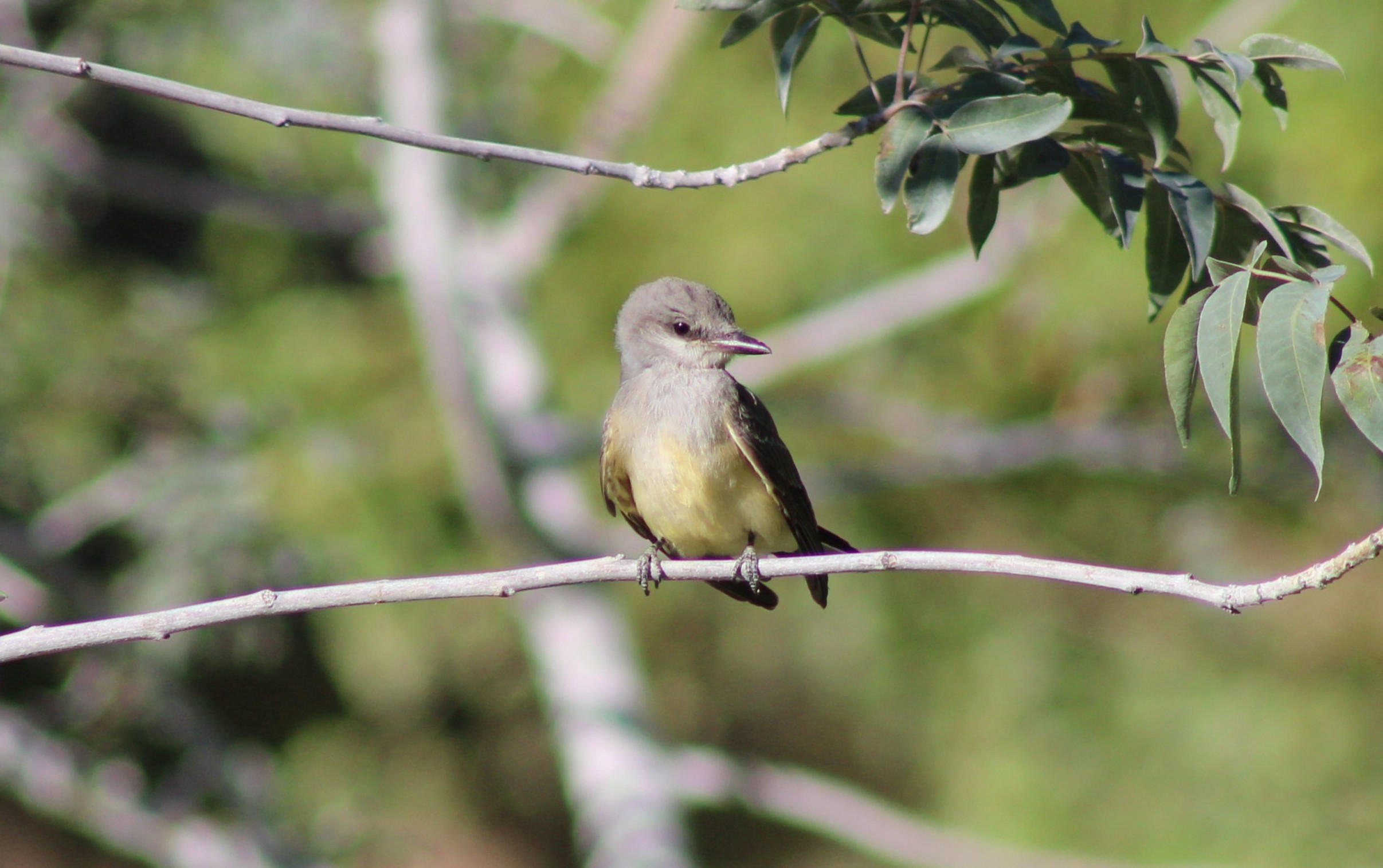 Western Kingbird