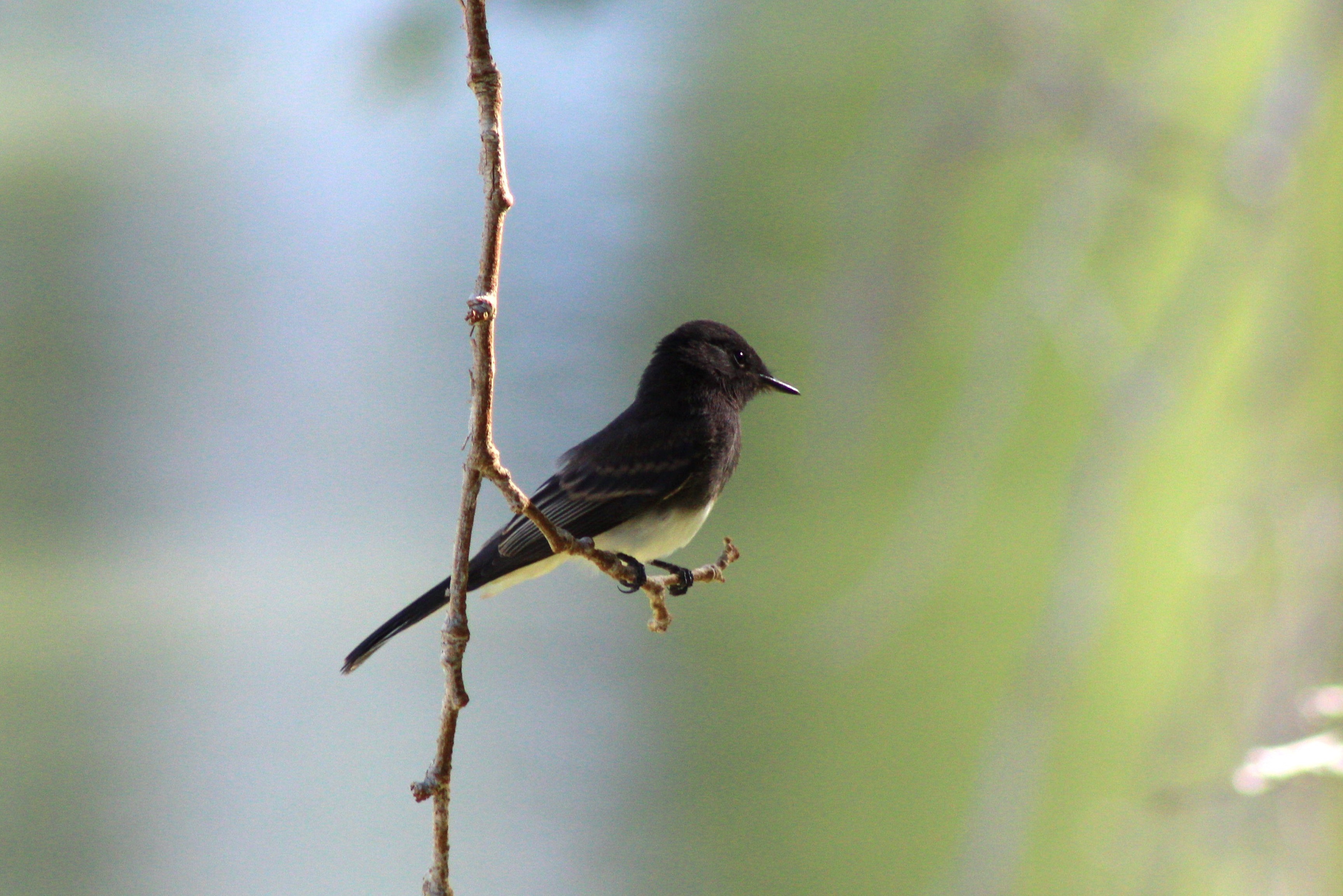 Black Phoebe