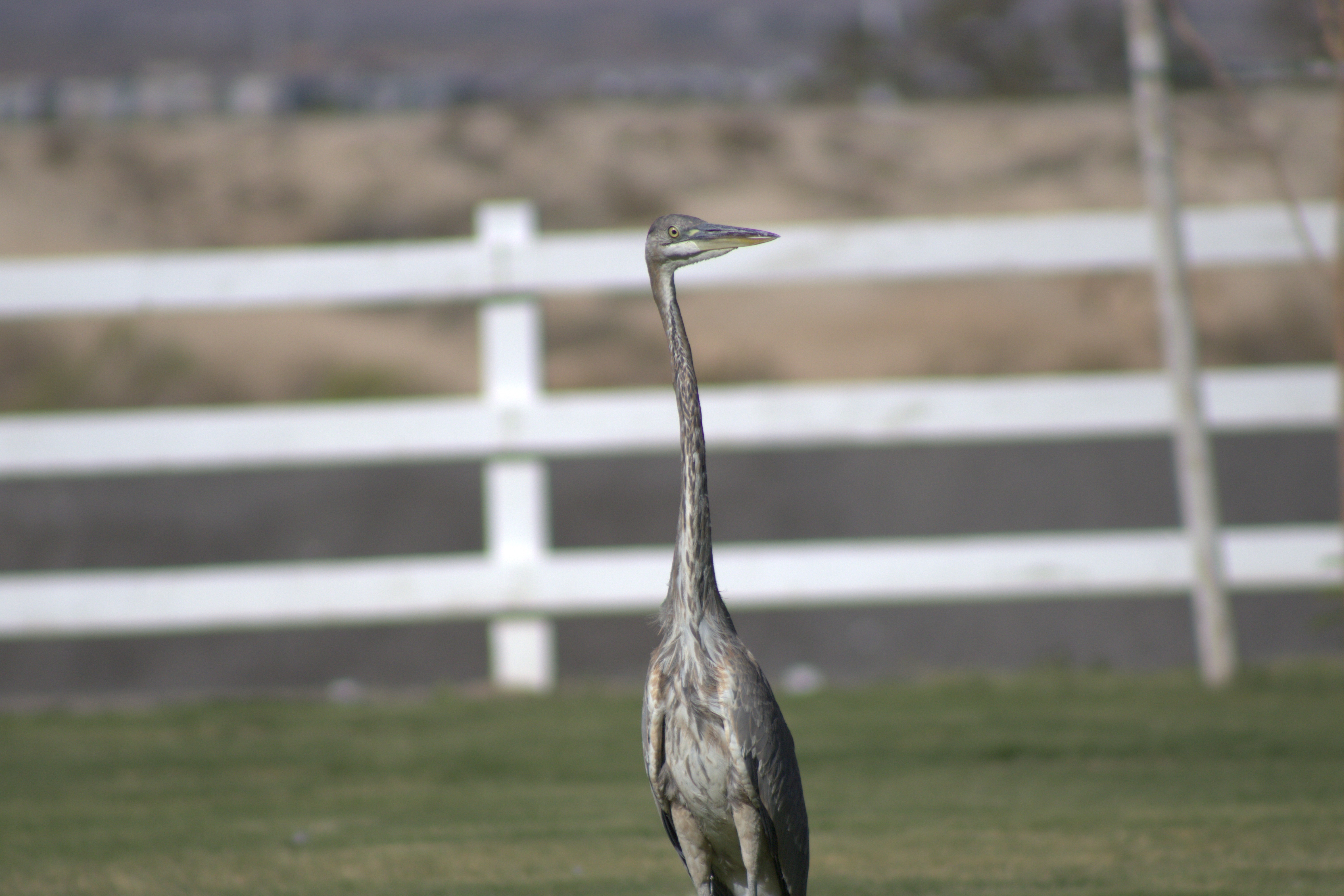 Great Blue Heron