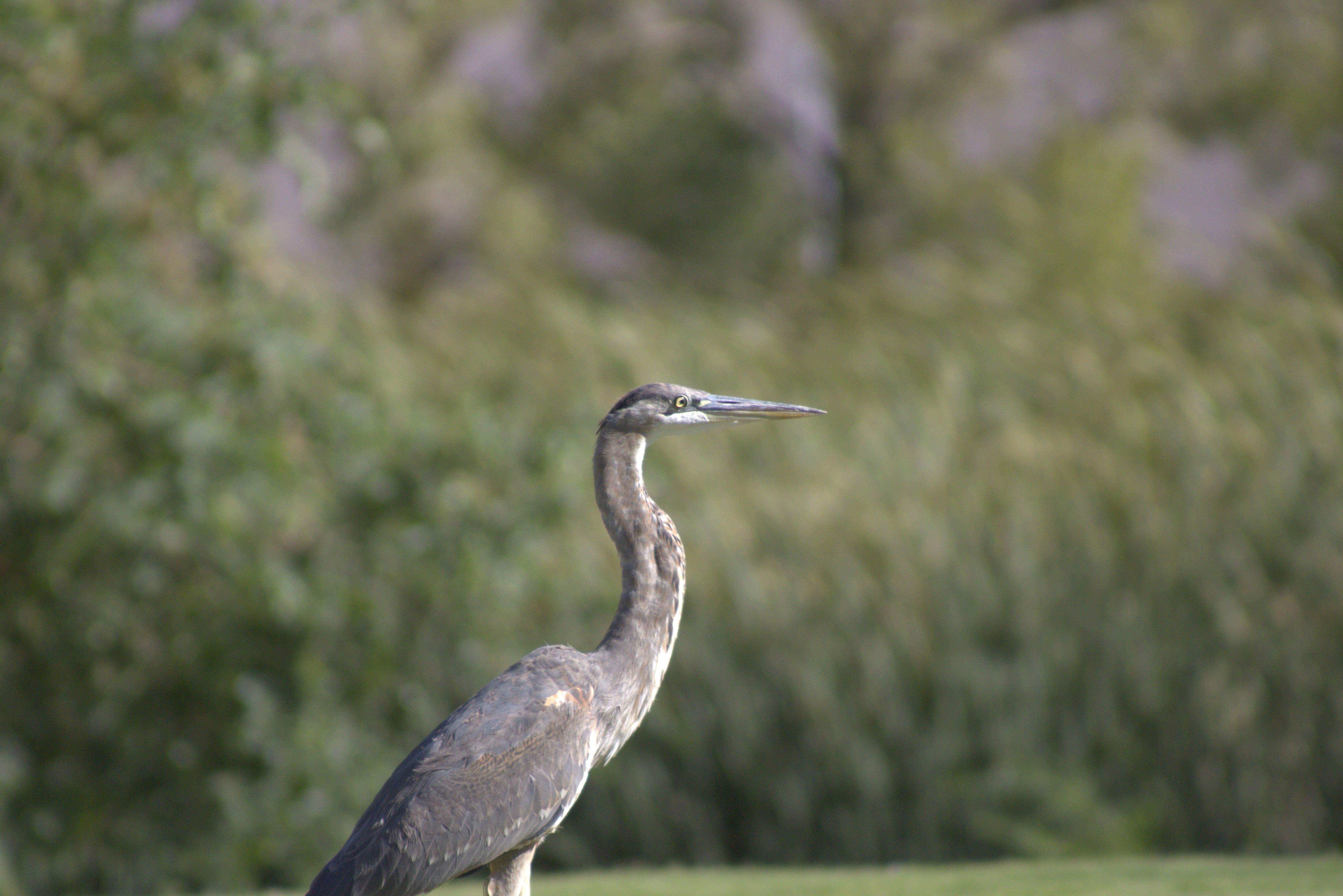 Great Blue Heron