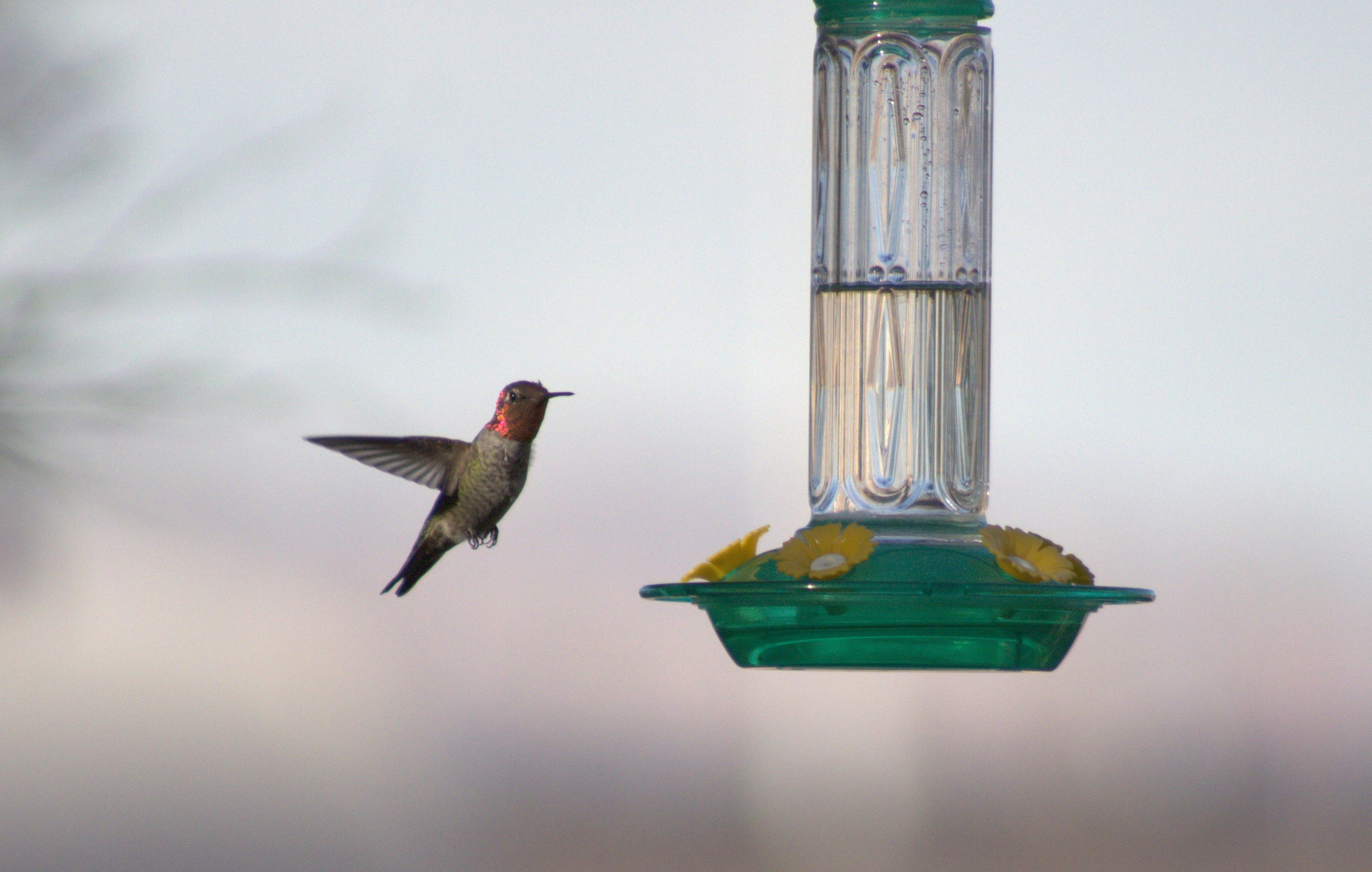 Anna's Hummingbird