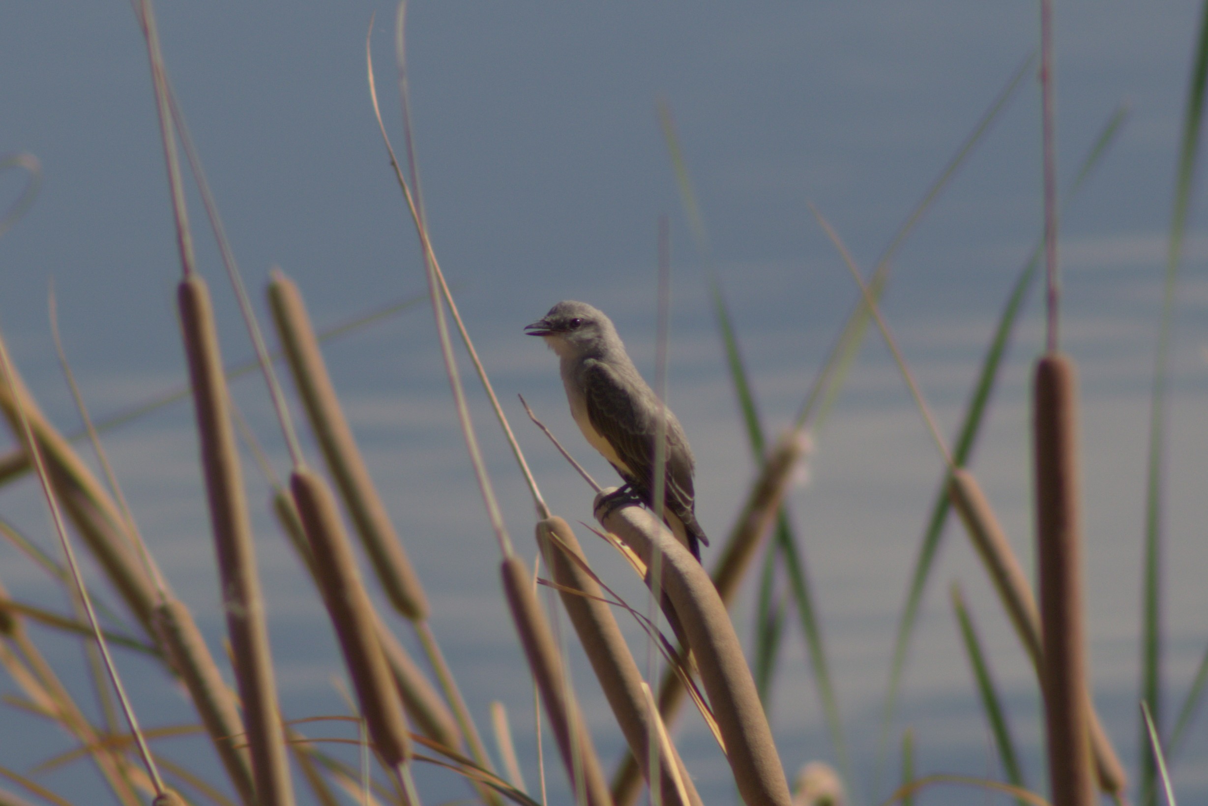 Western Kingbird