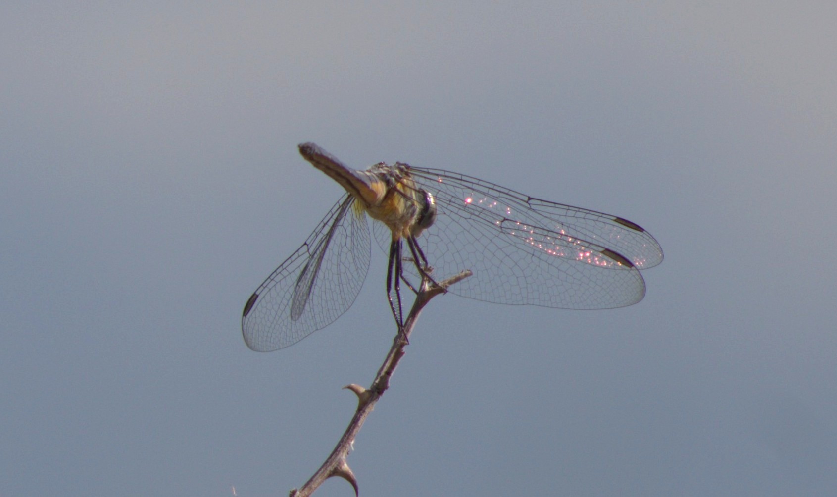 unidentified insect