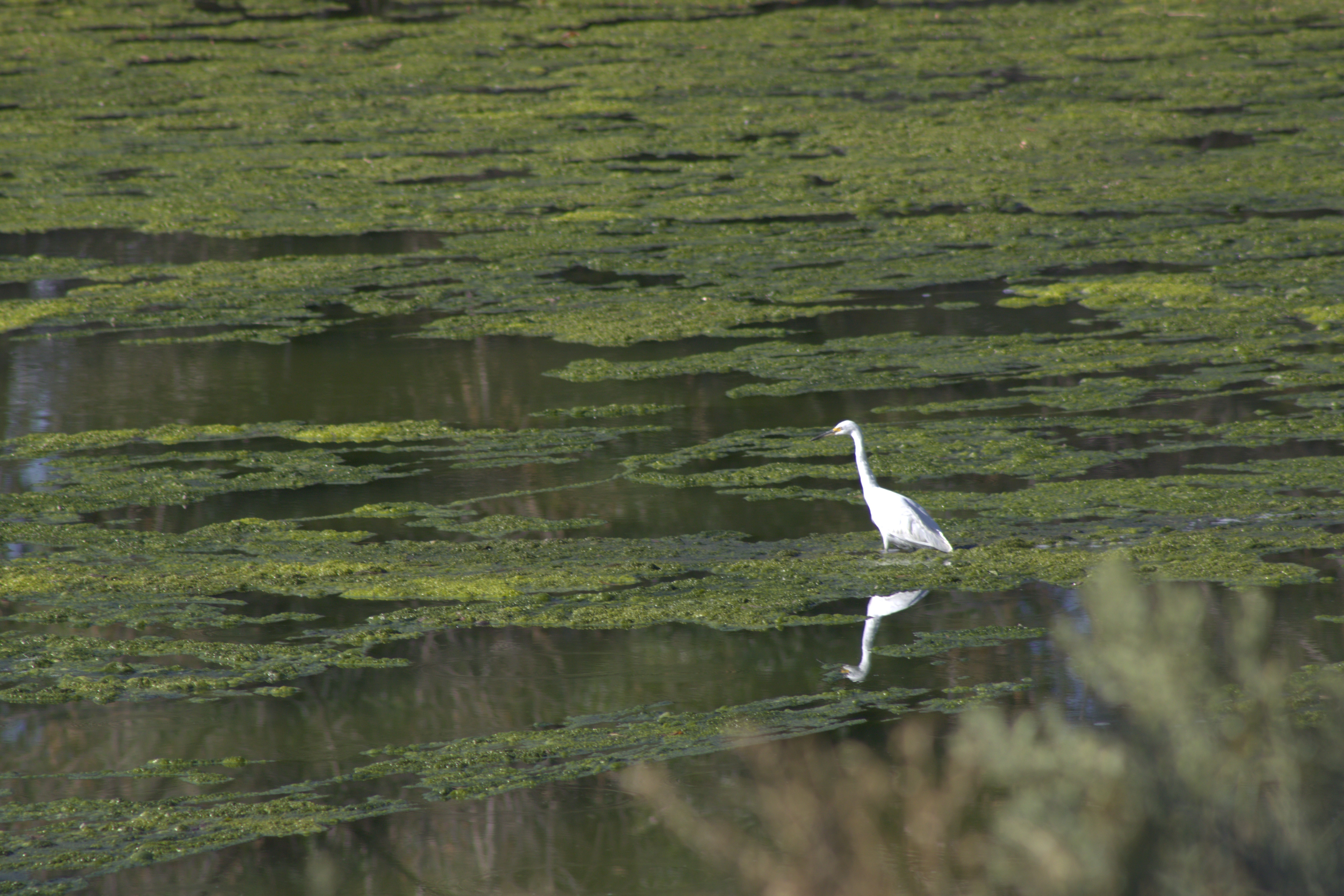 Great Egret