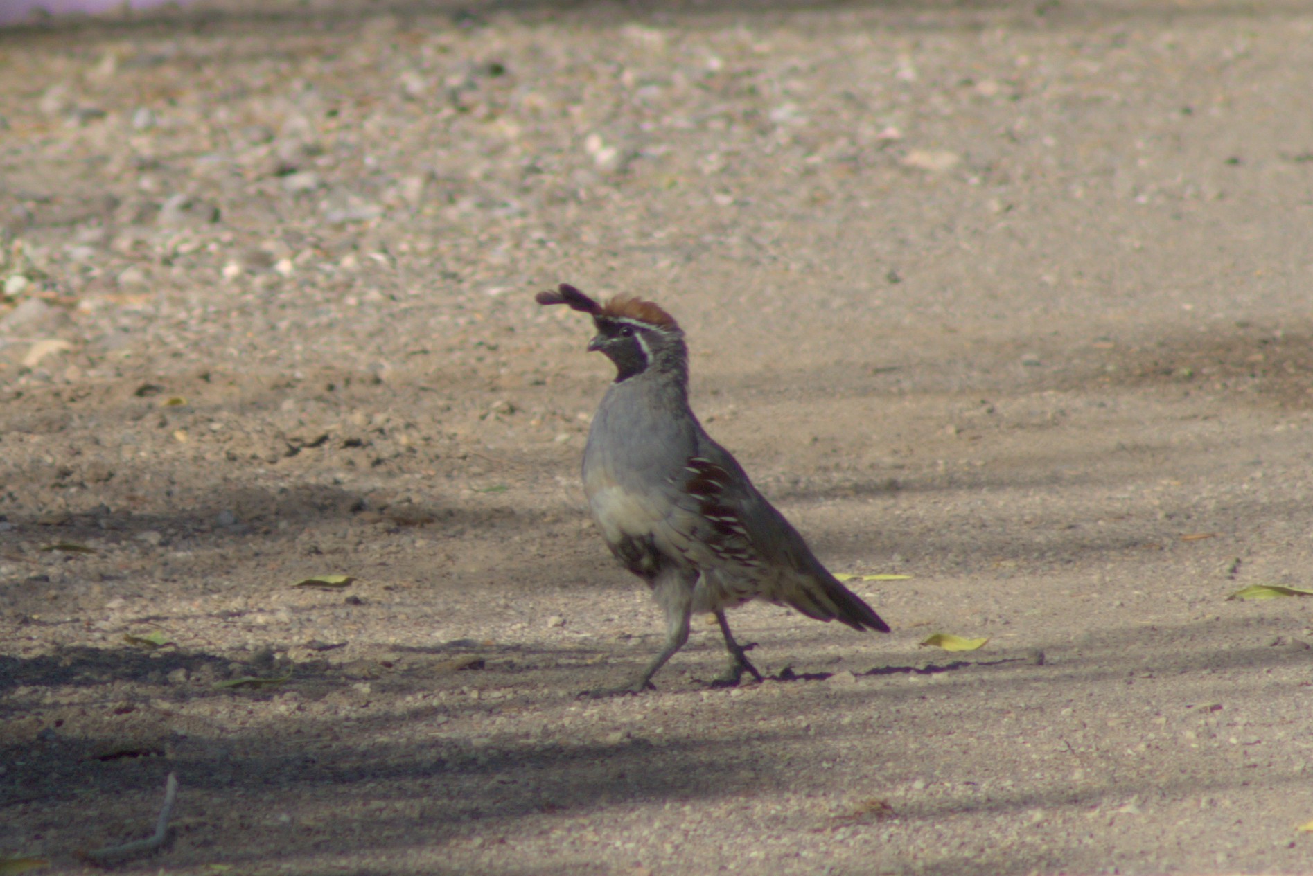 Gambel's Quail