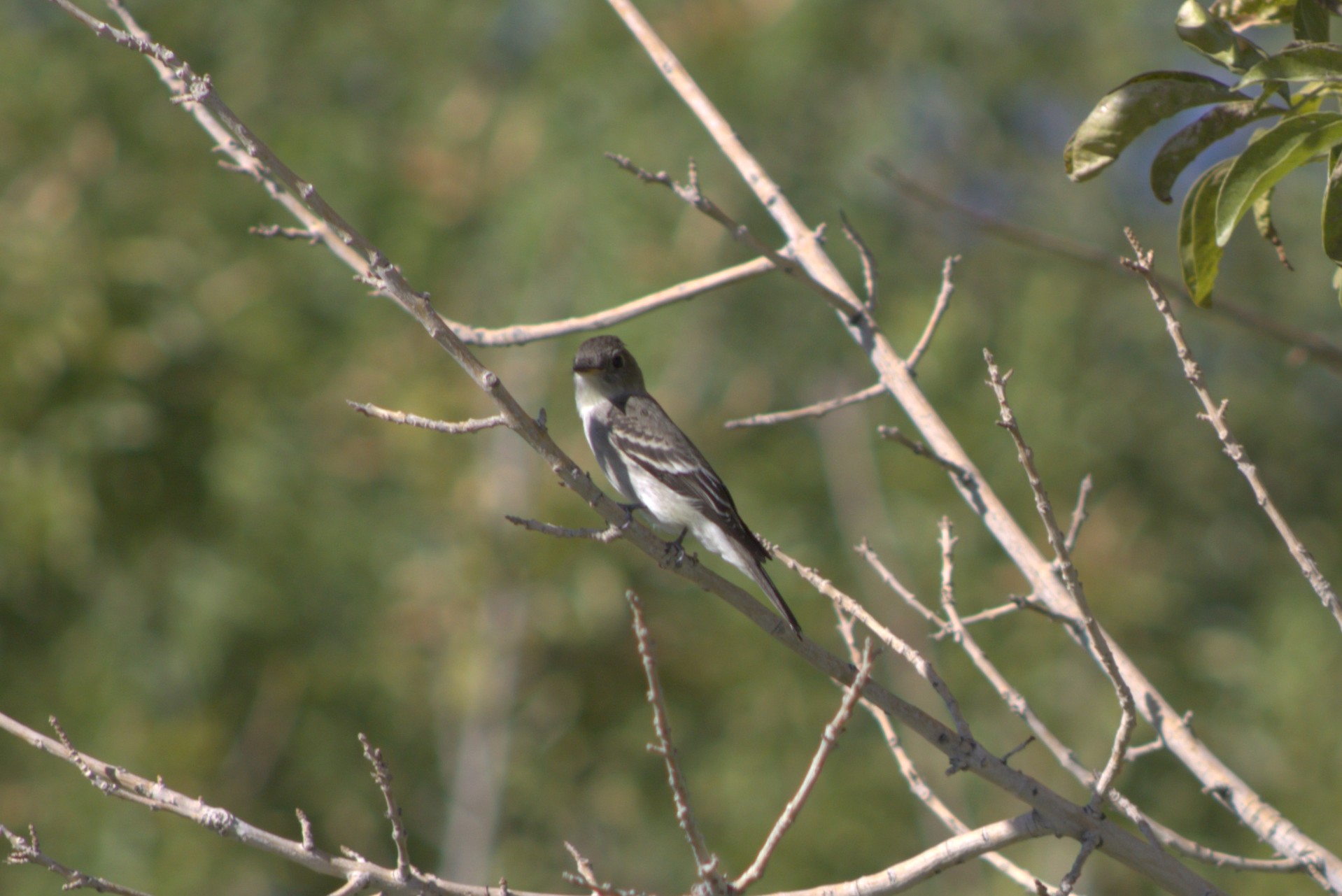 Western Wood-Pewee