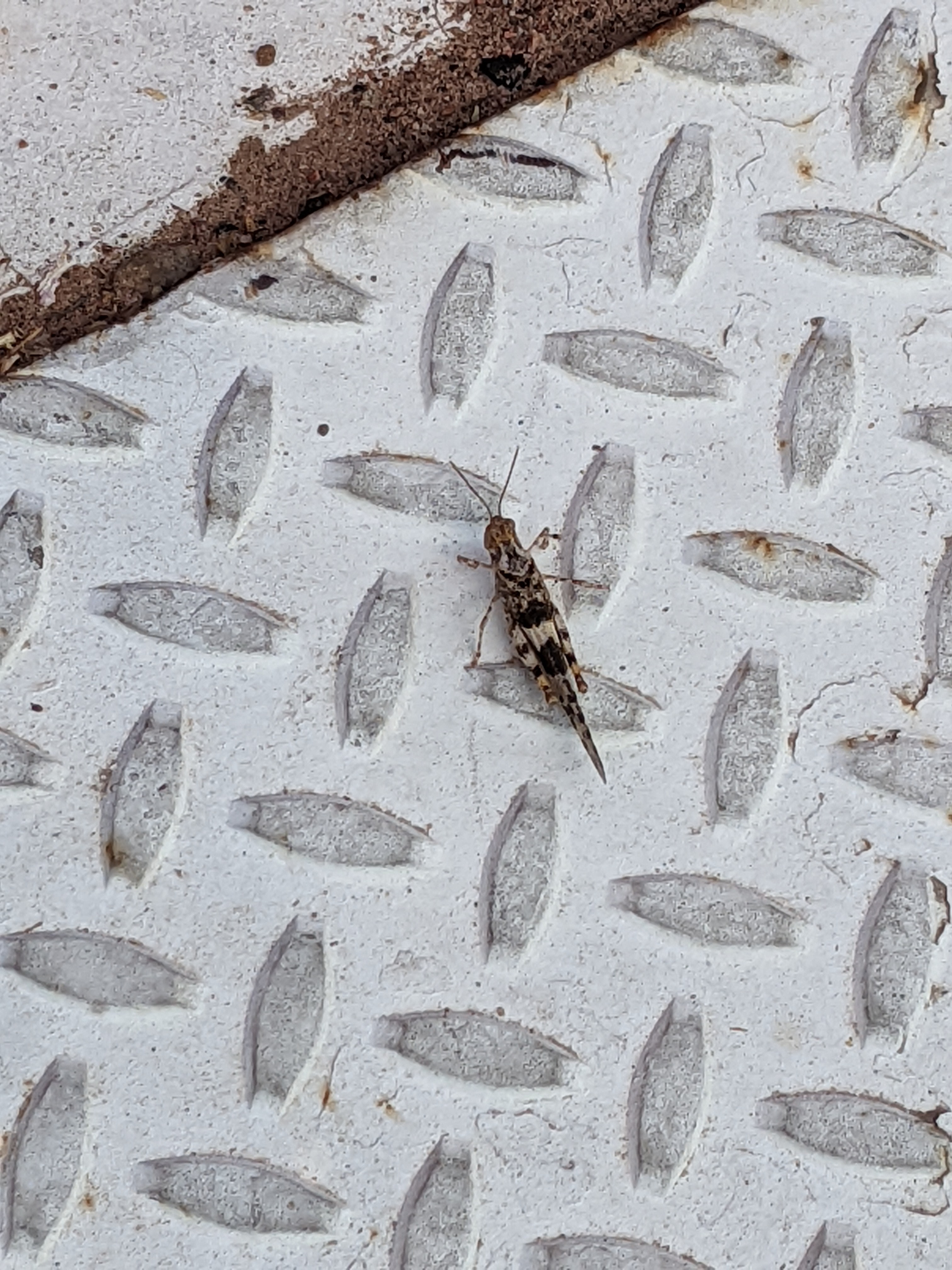 unidentified grasshopper