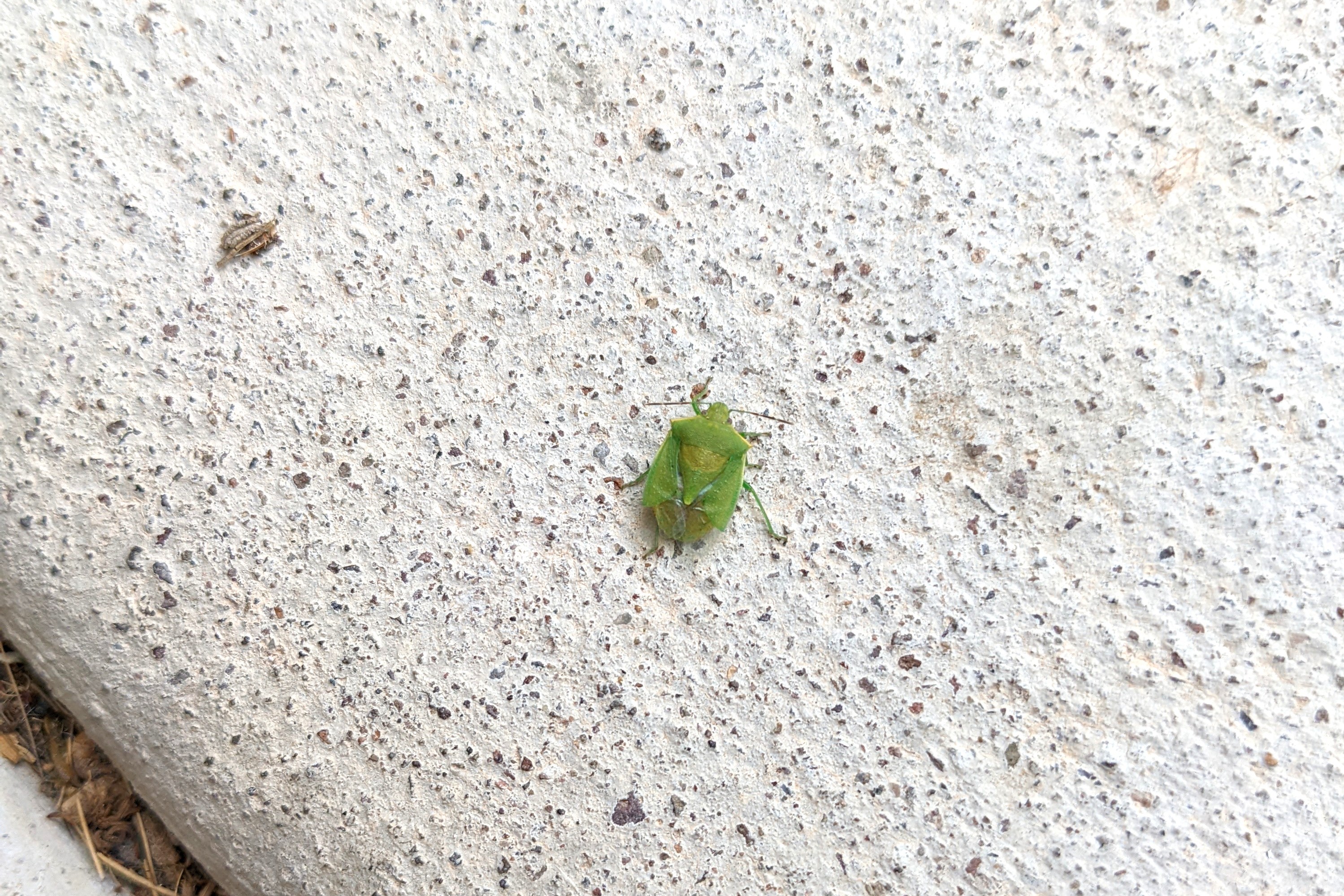 unidentified insect